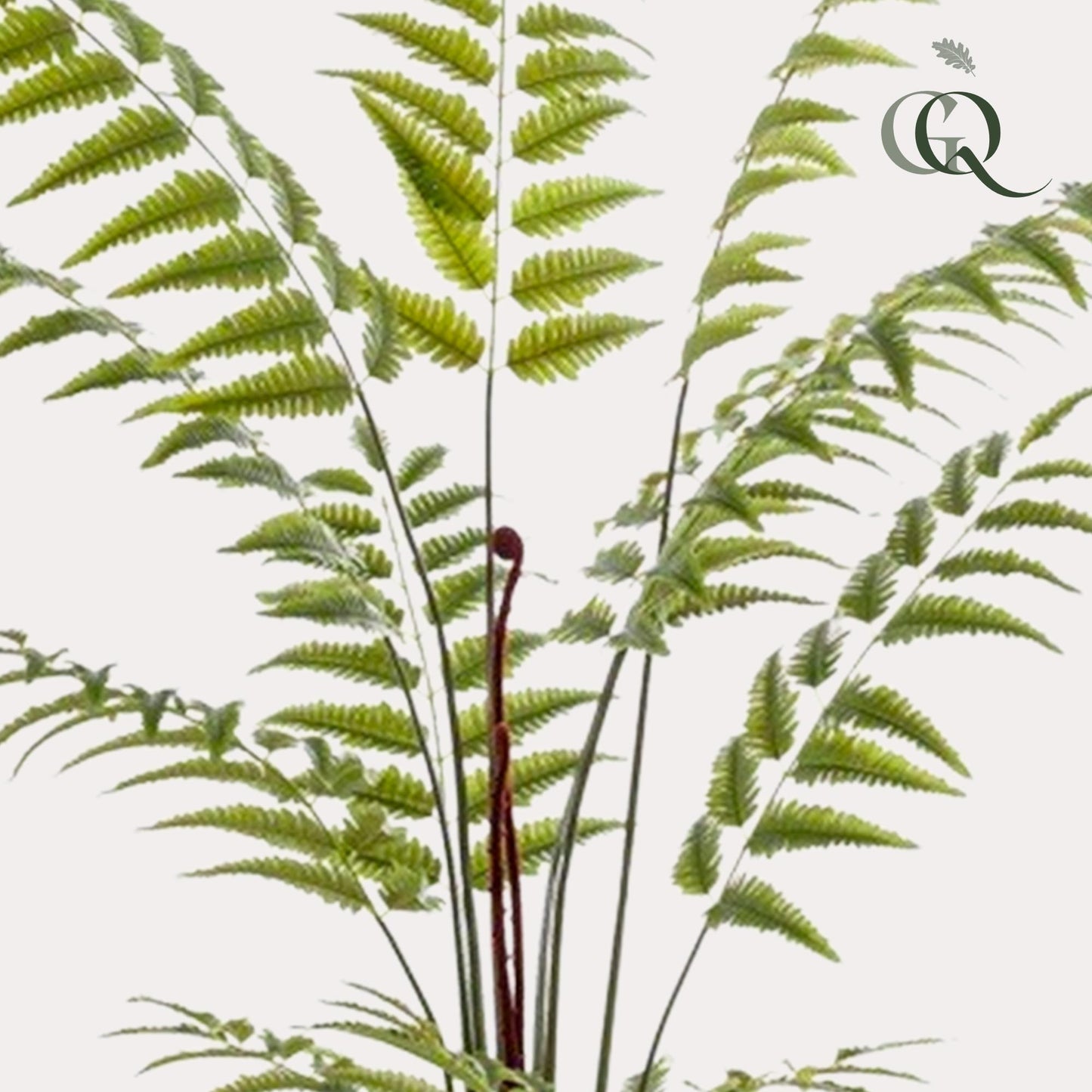 Kunstplant - Rumohra Adiantiformis - Ledervaren - 180 cm - Forest Plants