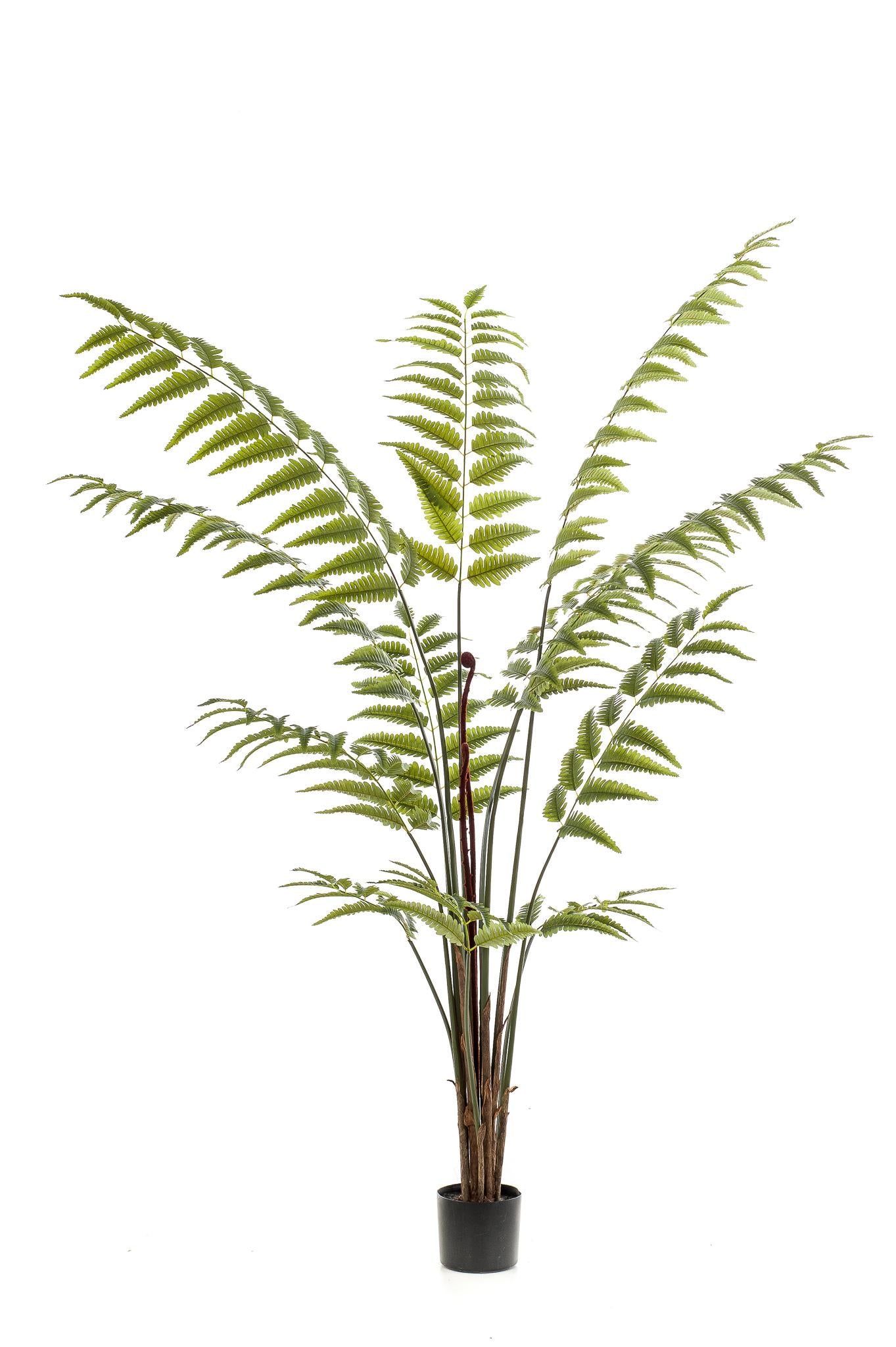 Kunstplant - Rumohra Adiantiformis - Ledervaren - 180 cm - Forest Plants