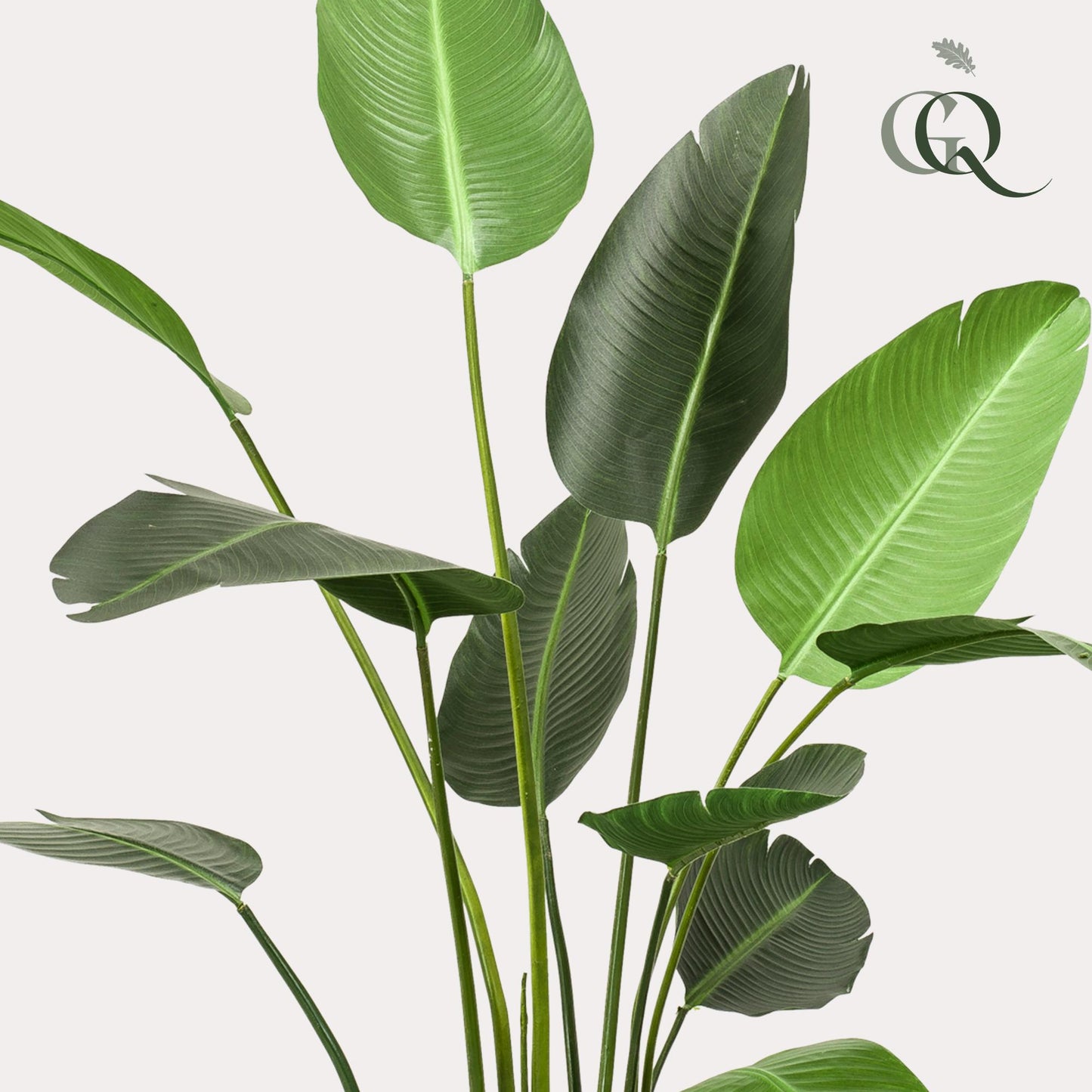 Kunstplant - Strelitzia Nicolai - Paradijsvogelbloem - 230 cm - Forest Plants