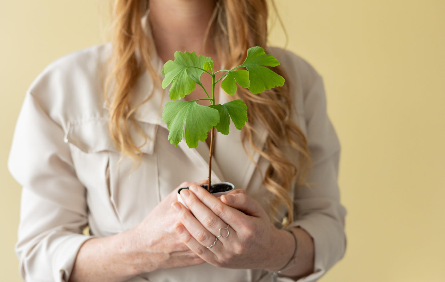 Levensboom - Ginkgo Biloba in brievenbusdoosje