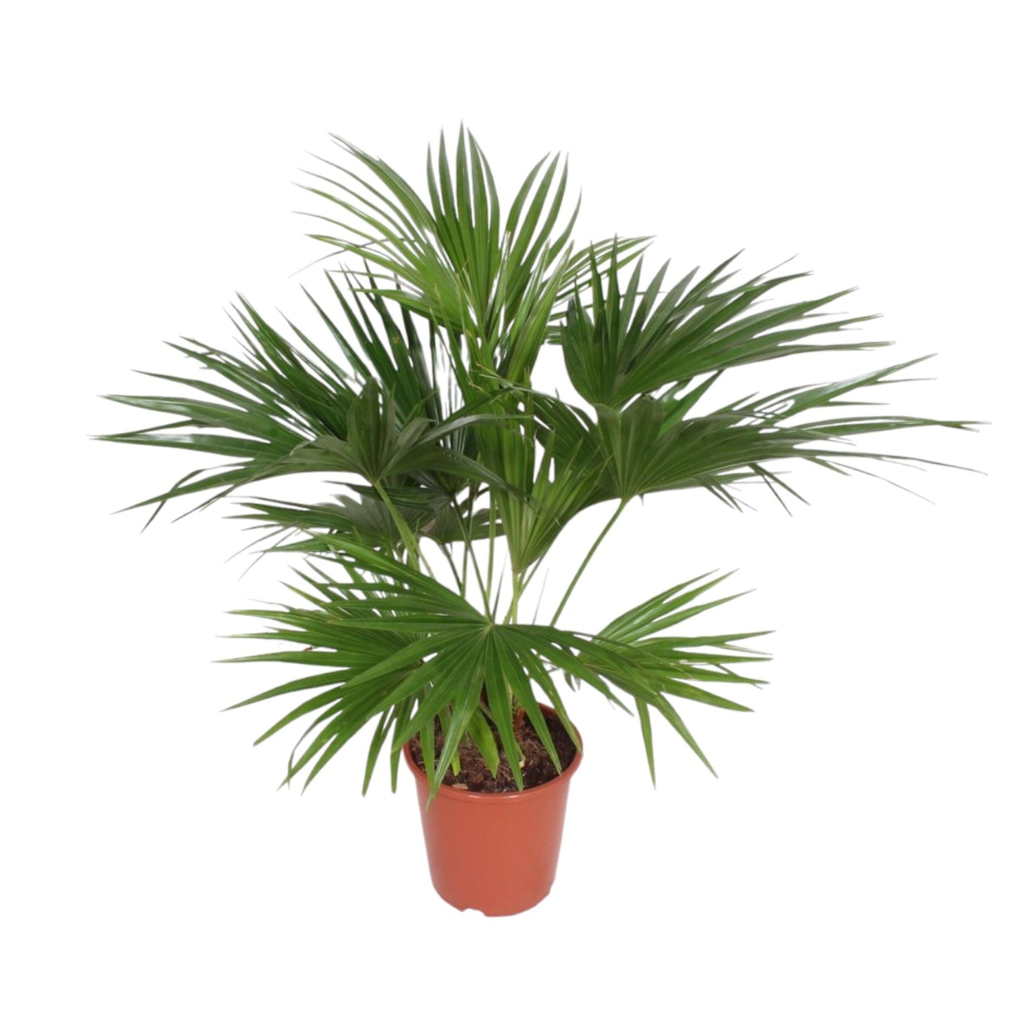 Livistona Chinensis - 150 cm - Forest Plants