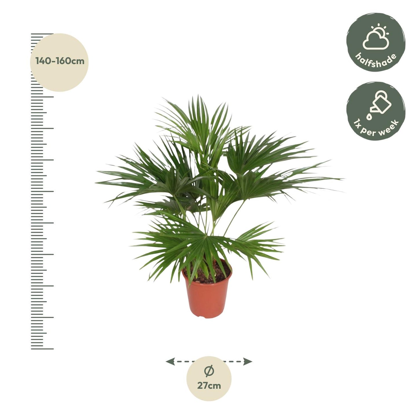 Livistona Chinensis - 150 cm - Forest Plants