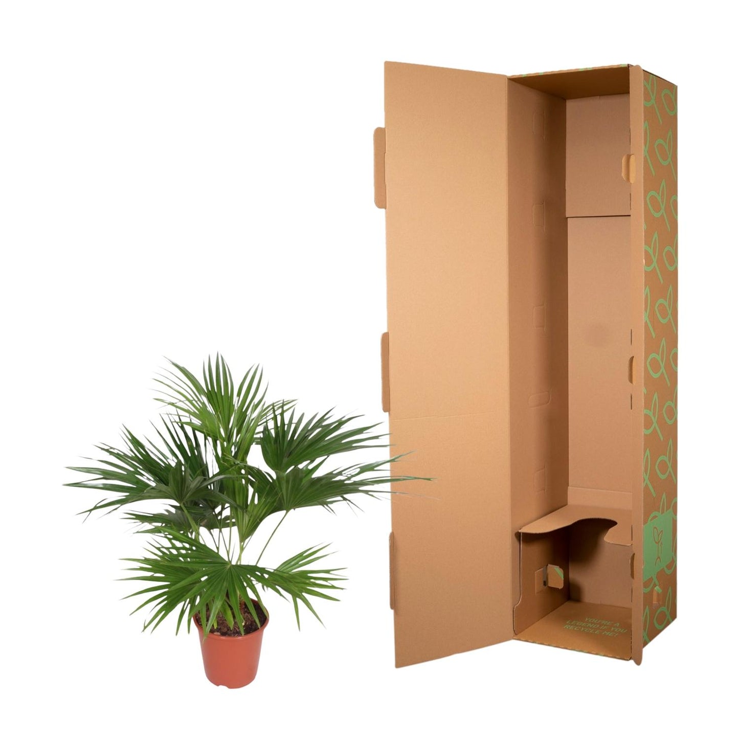 Livistona Chinensis - 150 cm - Forest Plants