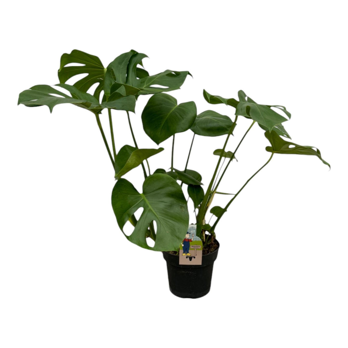 Monstera Deliciosa - 70 cm