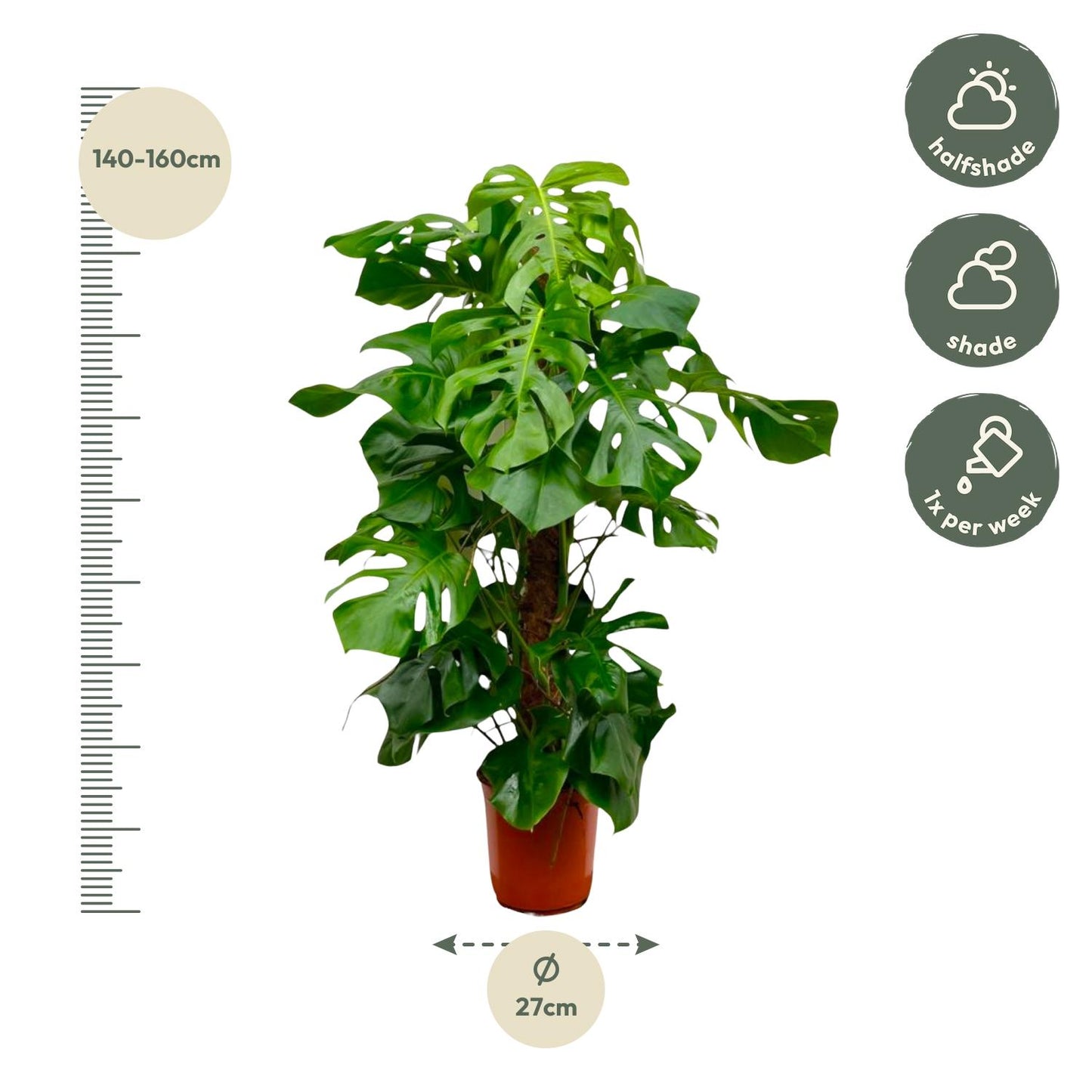 Monstera Deliciosa XXL - 150 cm - Forest Plants