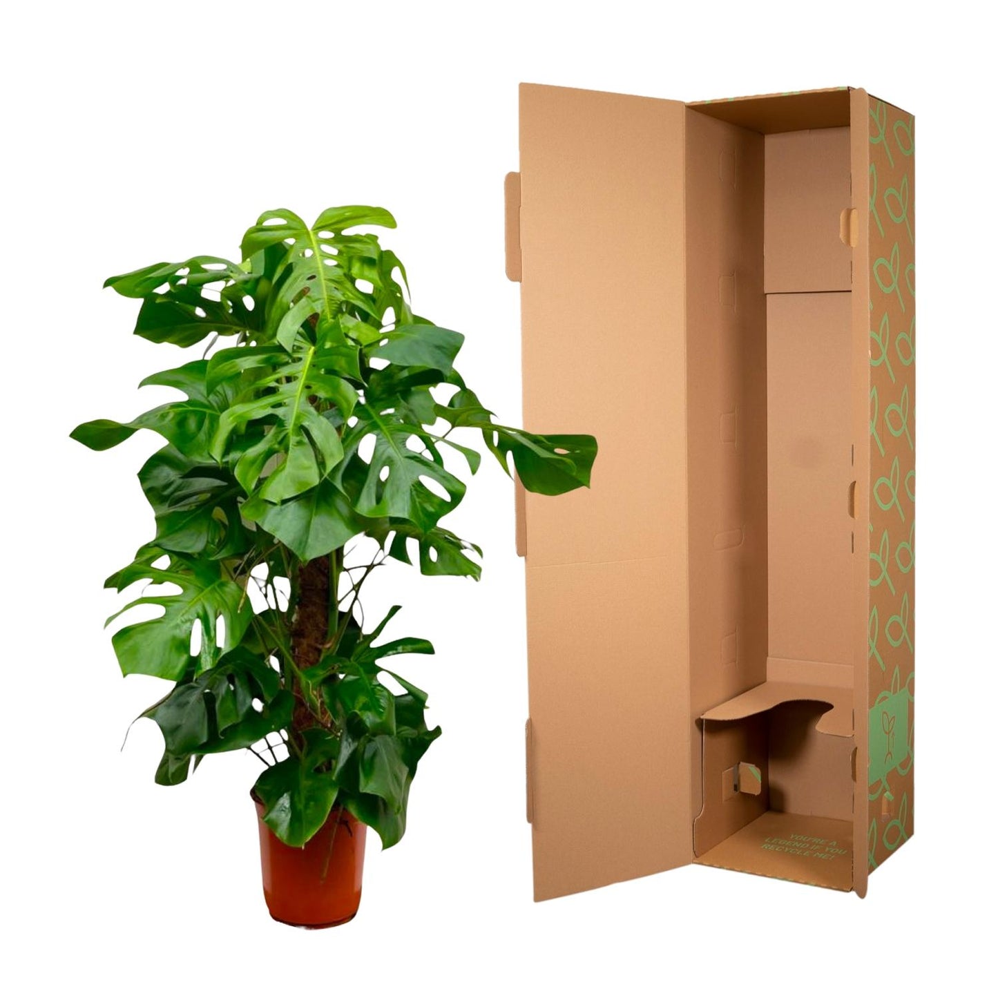 Monstera Deliciosa XXL - 150 cm - Forest Plants