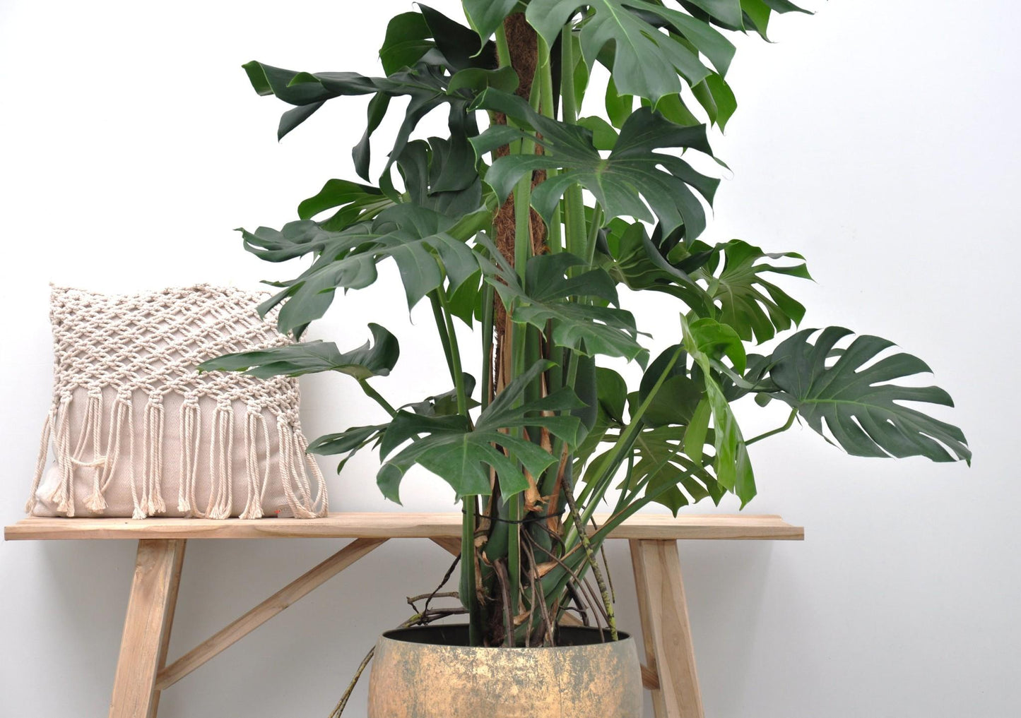 Monstera Deliciosa XXL - 150 cm - Forest Plants