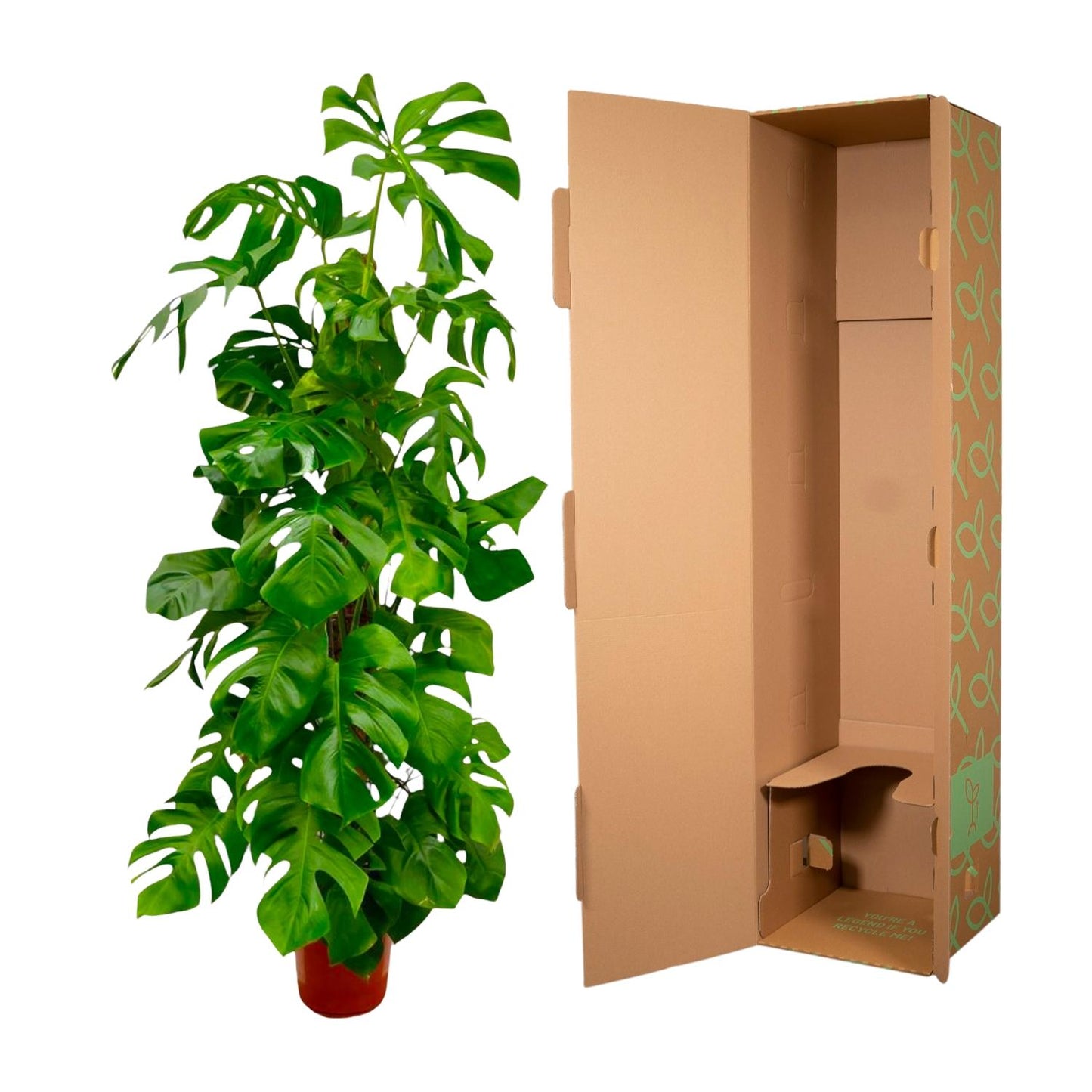 Monstera Deliciosa XXL - 180 cm - Forest Plants