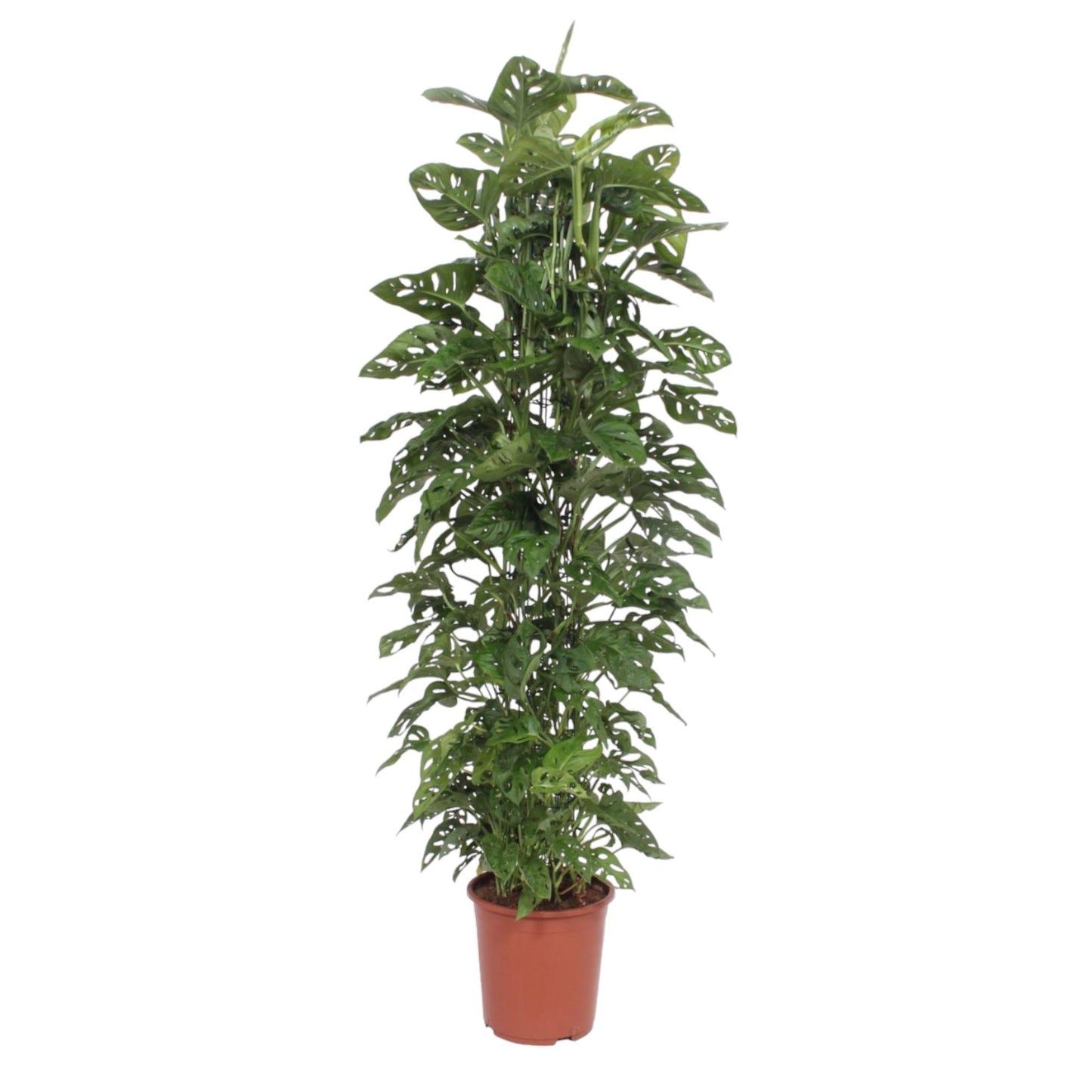 Monstera Monkey Leaf gaasrek - 180 cm - Forest Plants