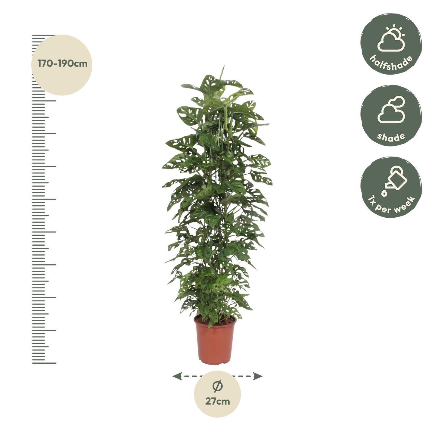 Monstera Monkey Leaf gaasrek - 180 cm - Forest Plants