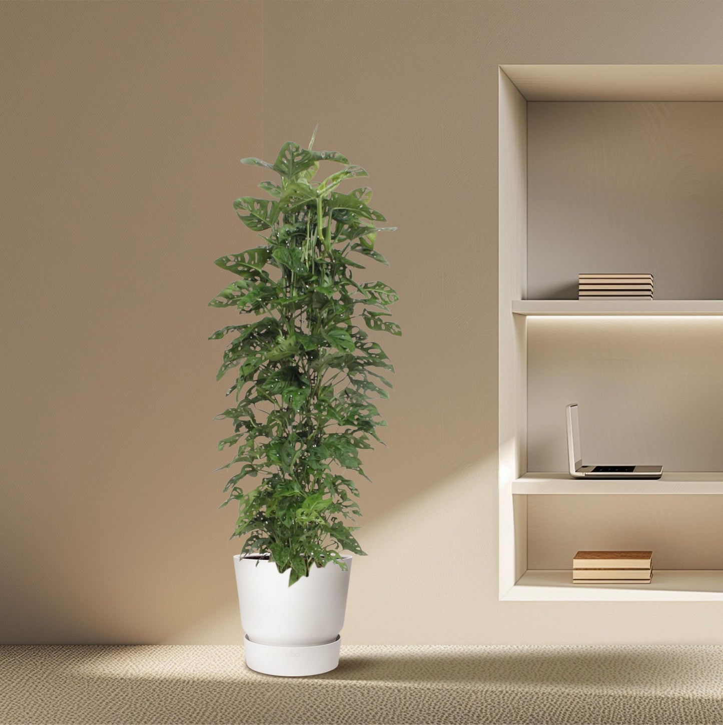 Monstera Monkey Leaf gaasrek - 180 cm - Forest Plants