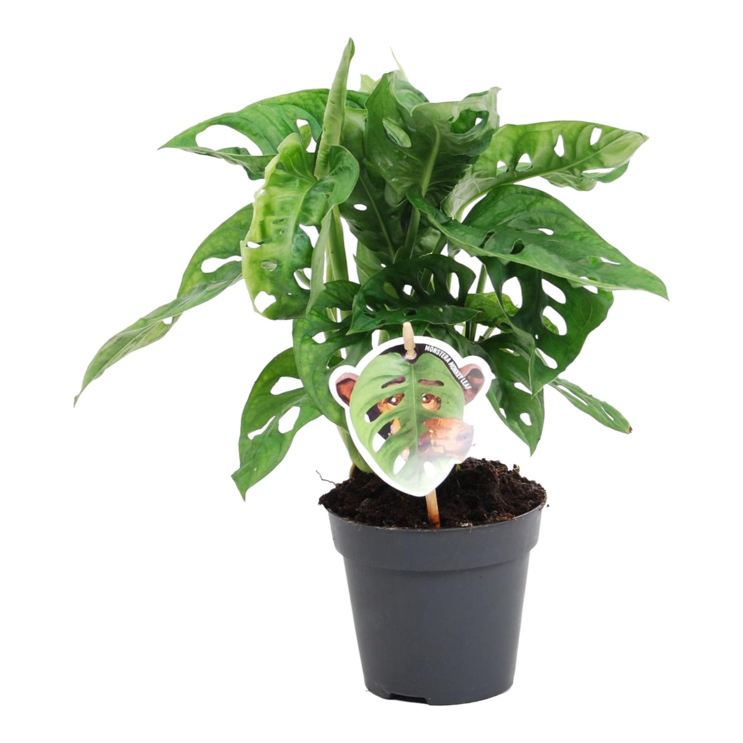 Monstera obliqua 'Monkey Leaf' - 25 cm