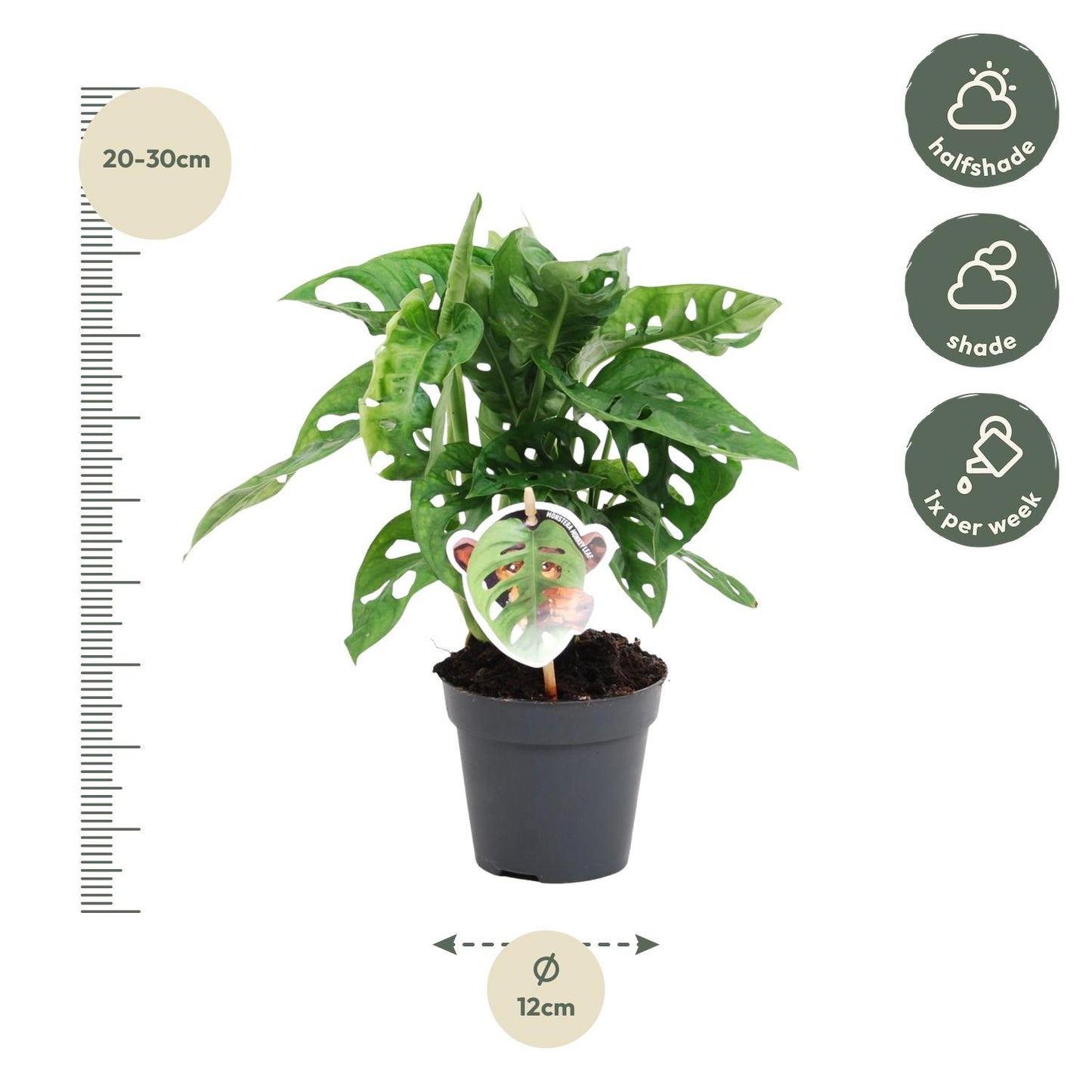 Monstera obliqua 'Monkey Leaf' - 25 cm