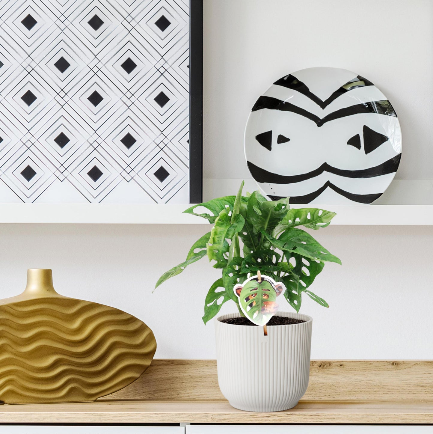 Monstera obliqua 'Monkey Leaf' - 25 cm