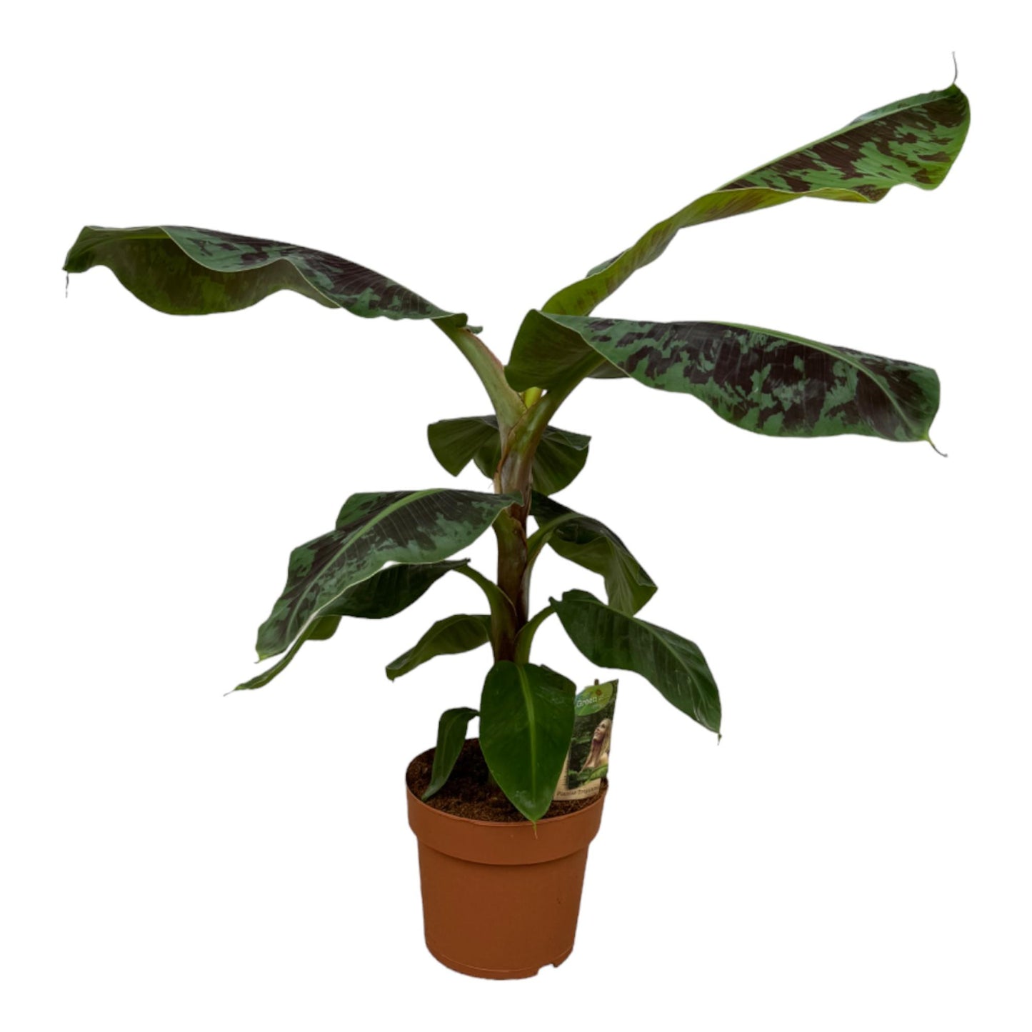 Musa (Bananenplant) - 80 cm