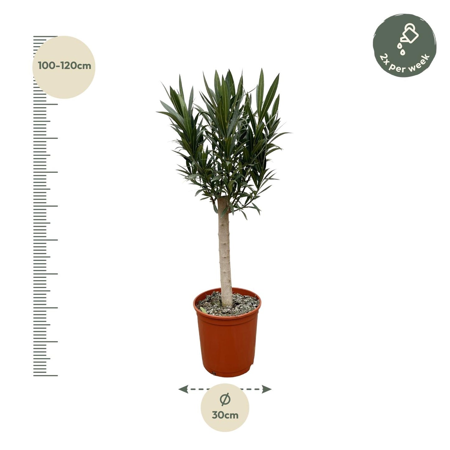 Nerium Oleander op stam met roze bloem - 110 cm - Forest Plants