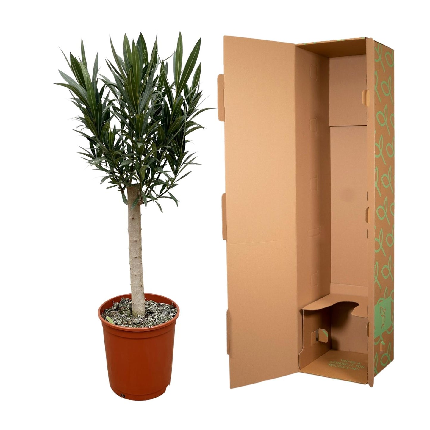 Nerium Oleander op stam met roze bloem - 110 cm - Forest Plants