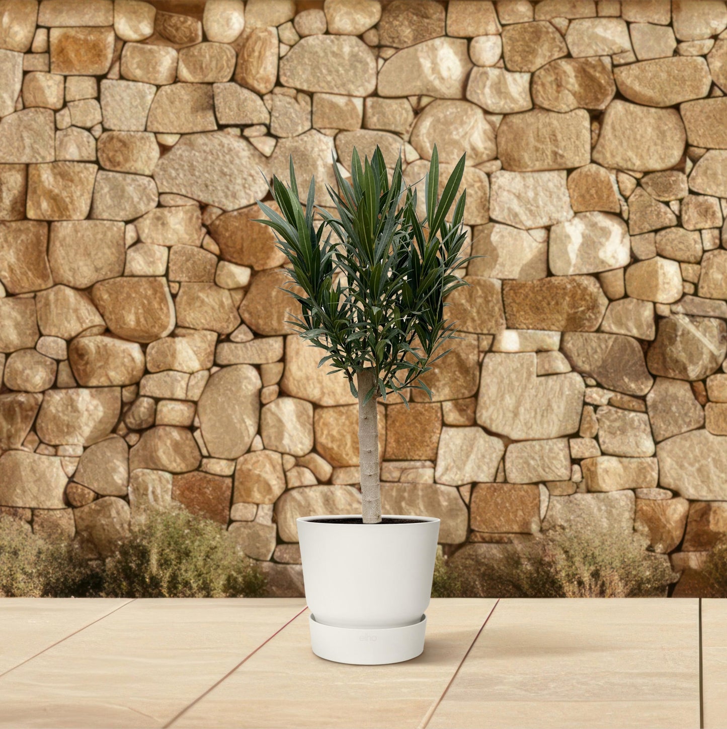 Nerium Oleander op stam met roze bloem - 110 cm - Forest Plants
