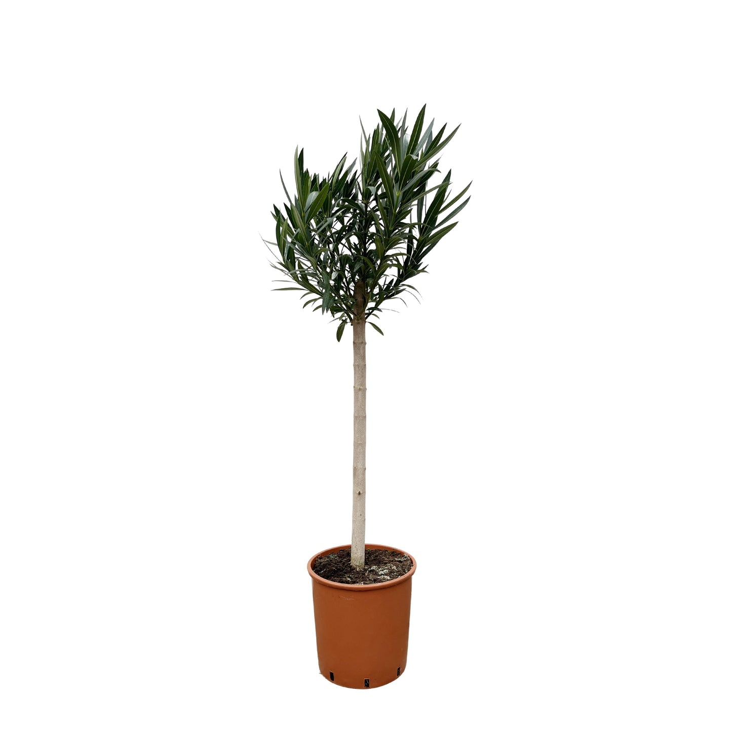 Nerium Oleander op stam met rode bloem - 150 cm - Forest Plants