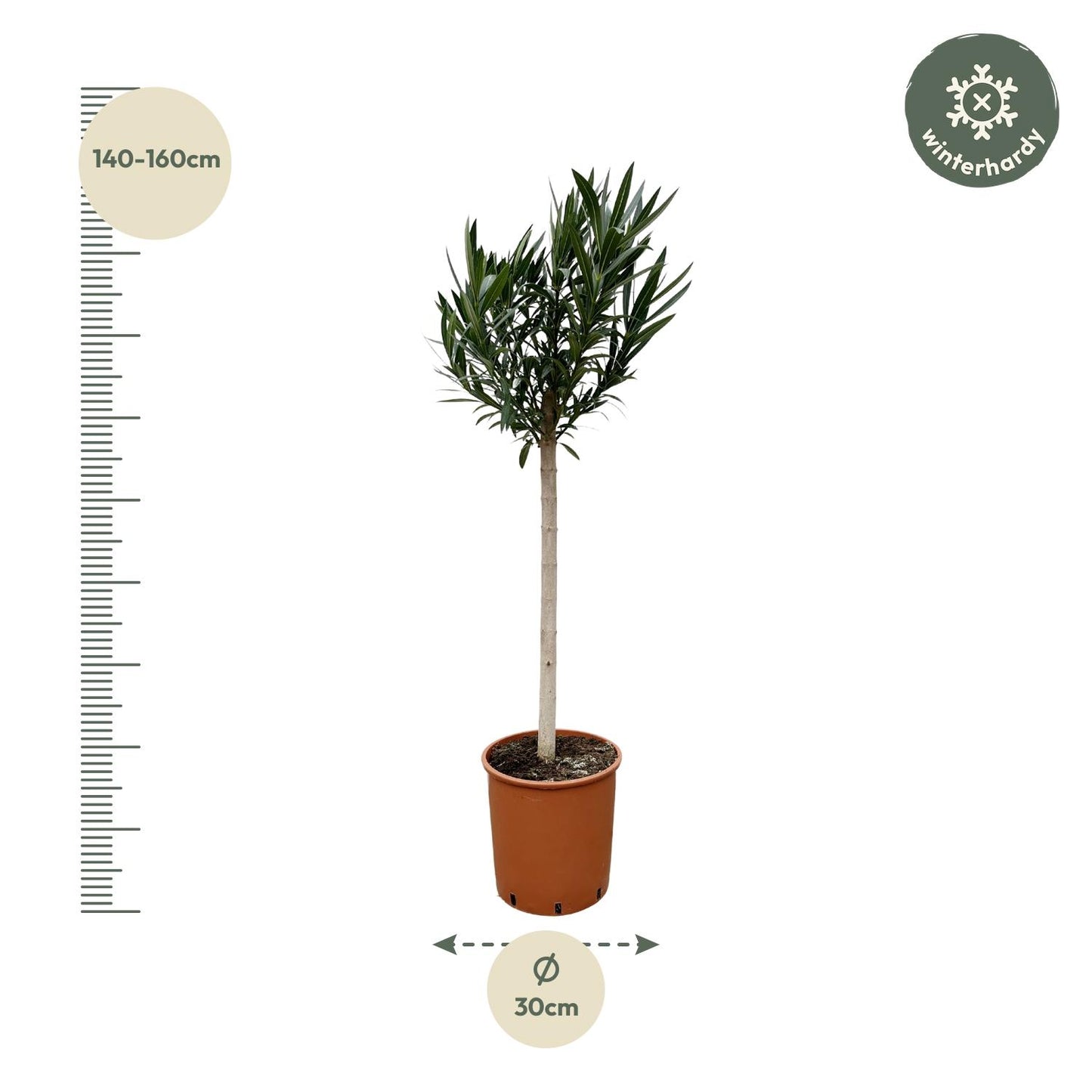 Nerium Oleander op stam met rode bloem - 150 cm - Forest Plants