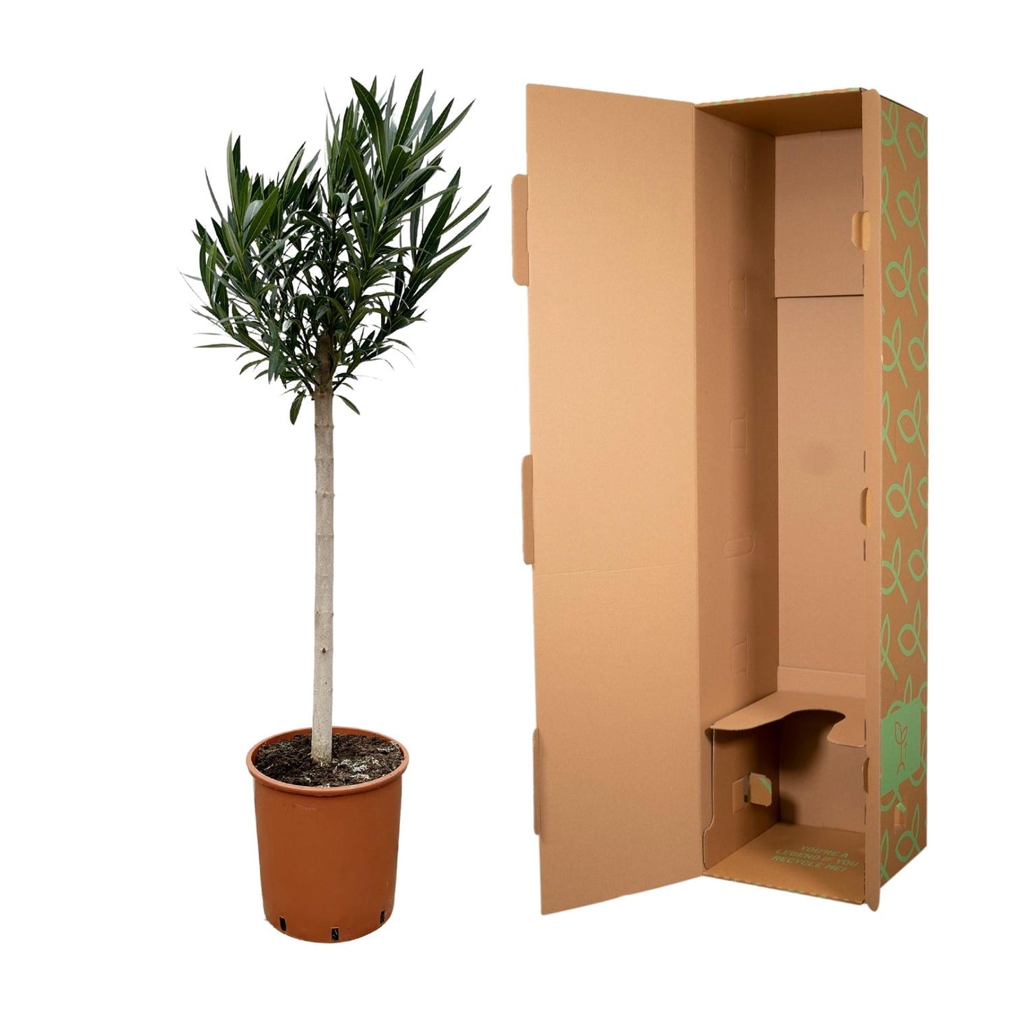 Nerium Oleander op stam met rode bloem - 150 cm - Forest Plants