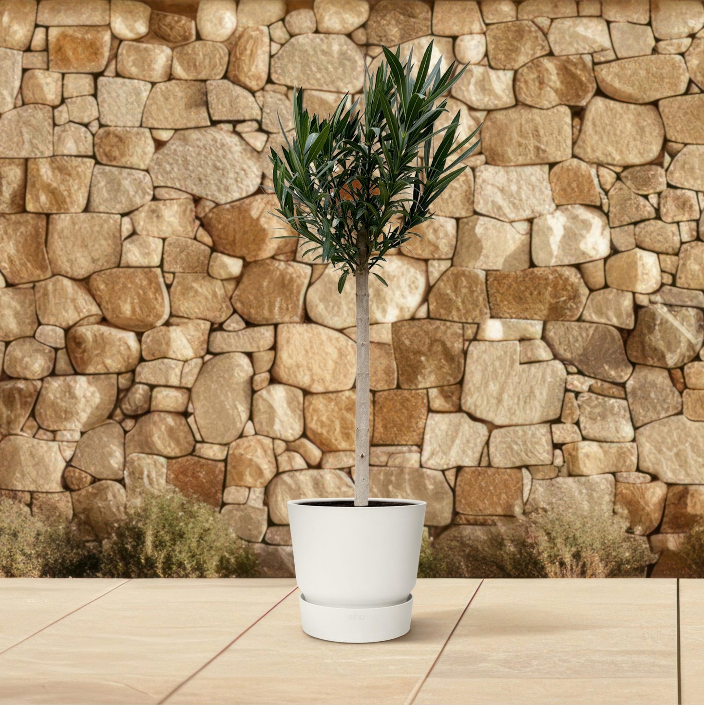 Nerium Oleander op stam met rode bloem - 150 cm - Forest Plants
