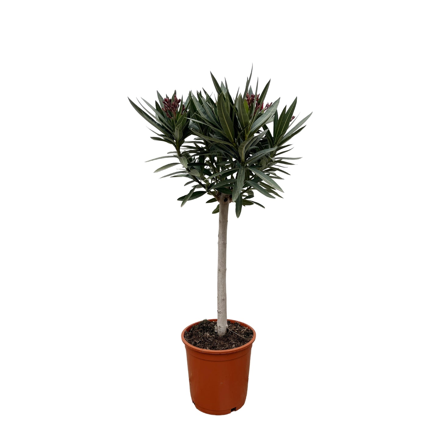 Nerium Oleander op stam met rode bloem - 90 cm - Forest Plants