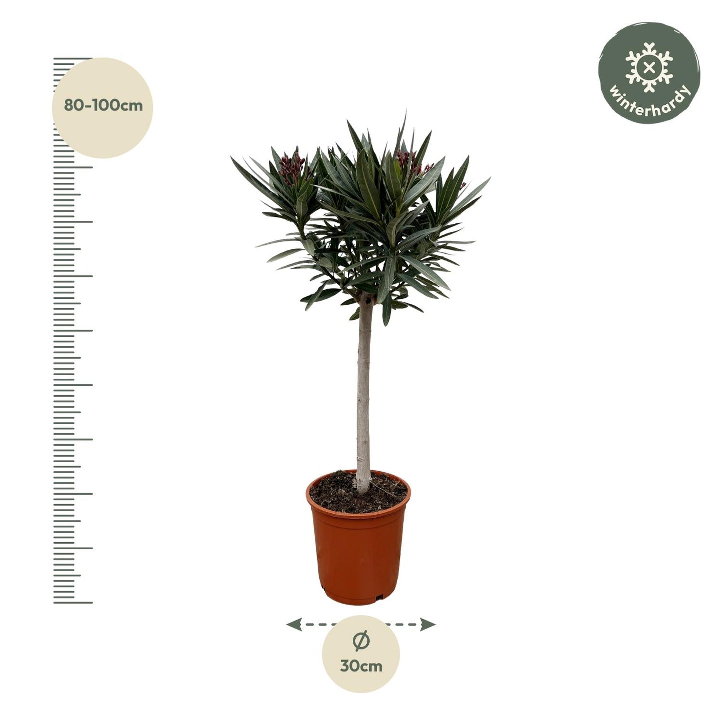 Nerium Oleander op stam met rode bloem - 90 cm - Forest Plants
