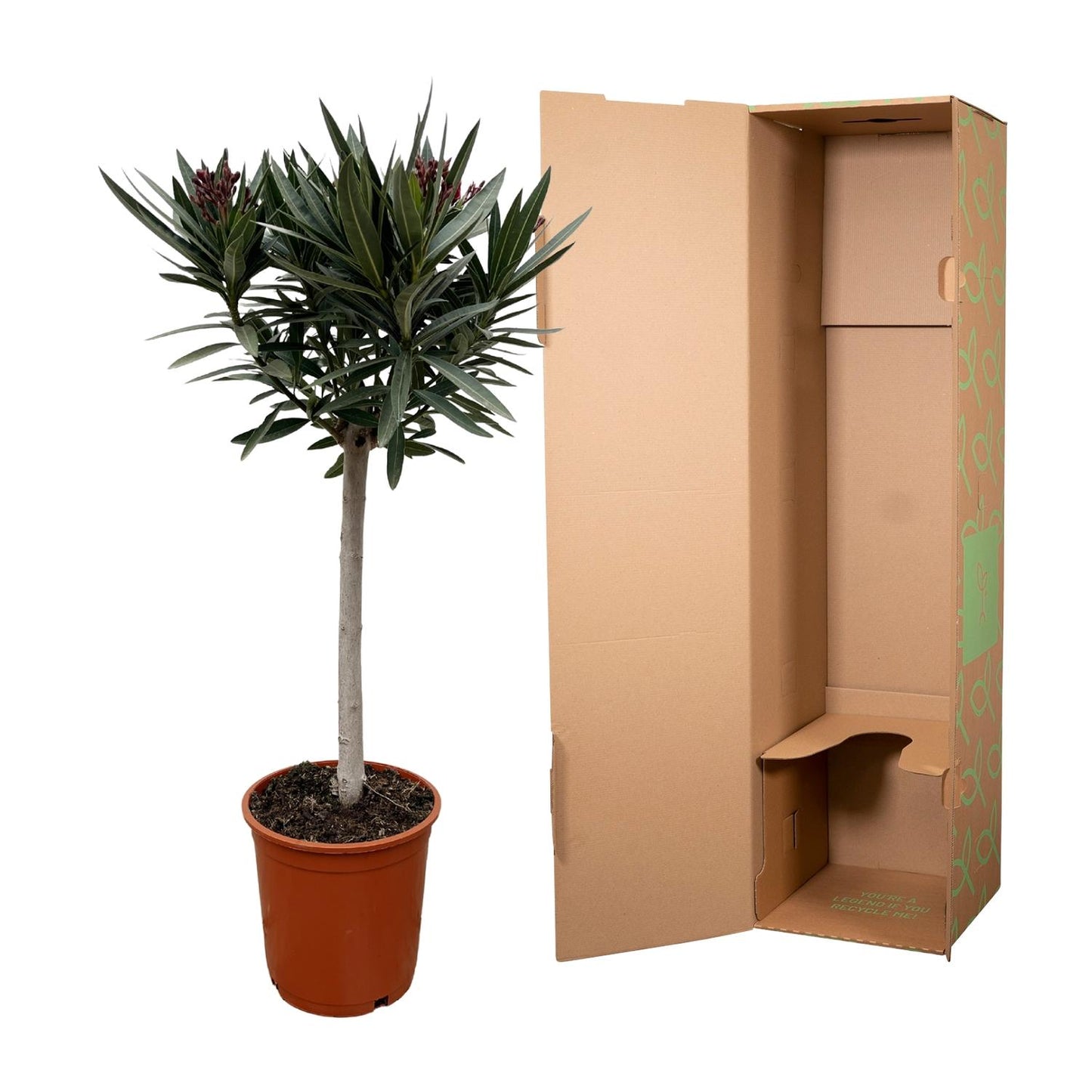 Nerium Oleander op stam met rode bloem - 90 cm - Forest Plants