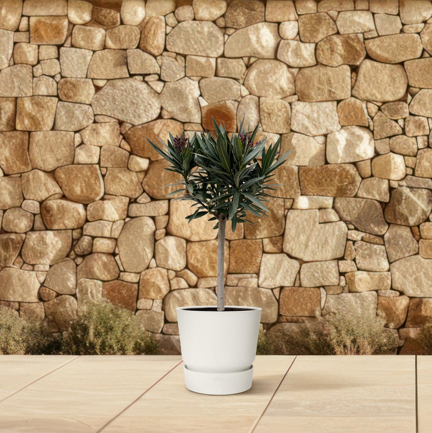 Nerium Oleander op stam met rode bloem - 90 cm - Forest Plants