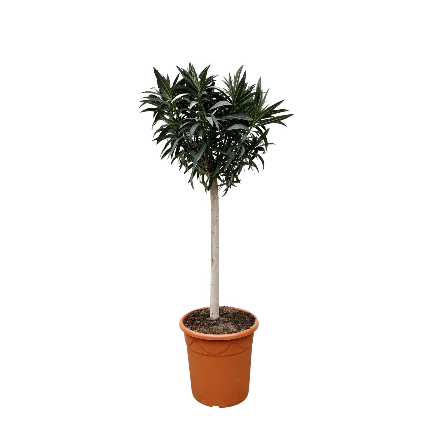 Nerium Oleander op stam met roze bloem - 200 cm
