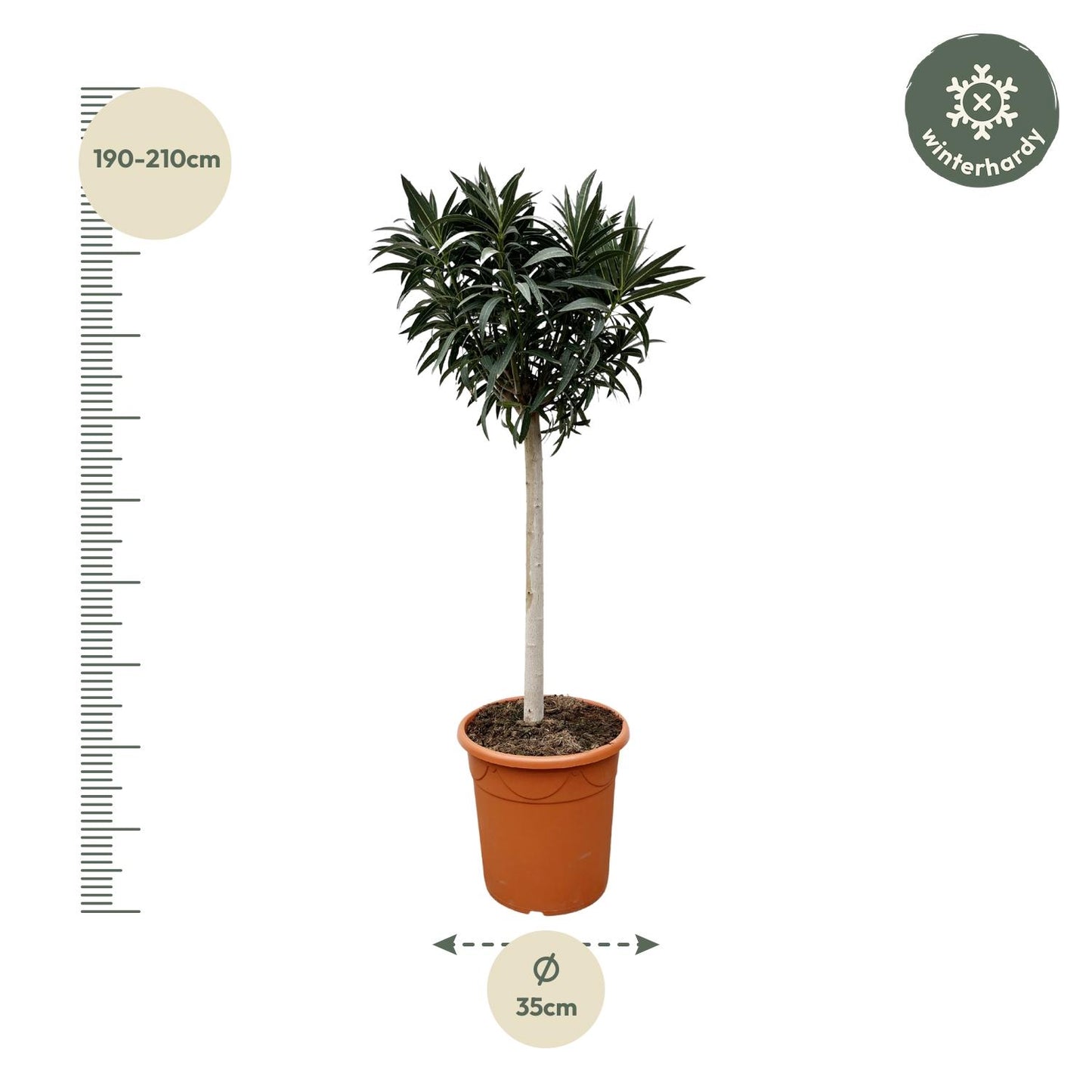 Nerium Oleander op stam met roze bloem - 200 cm