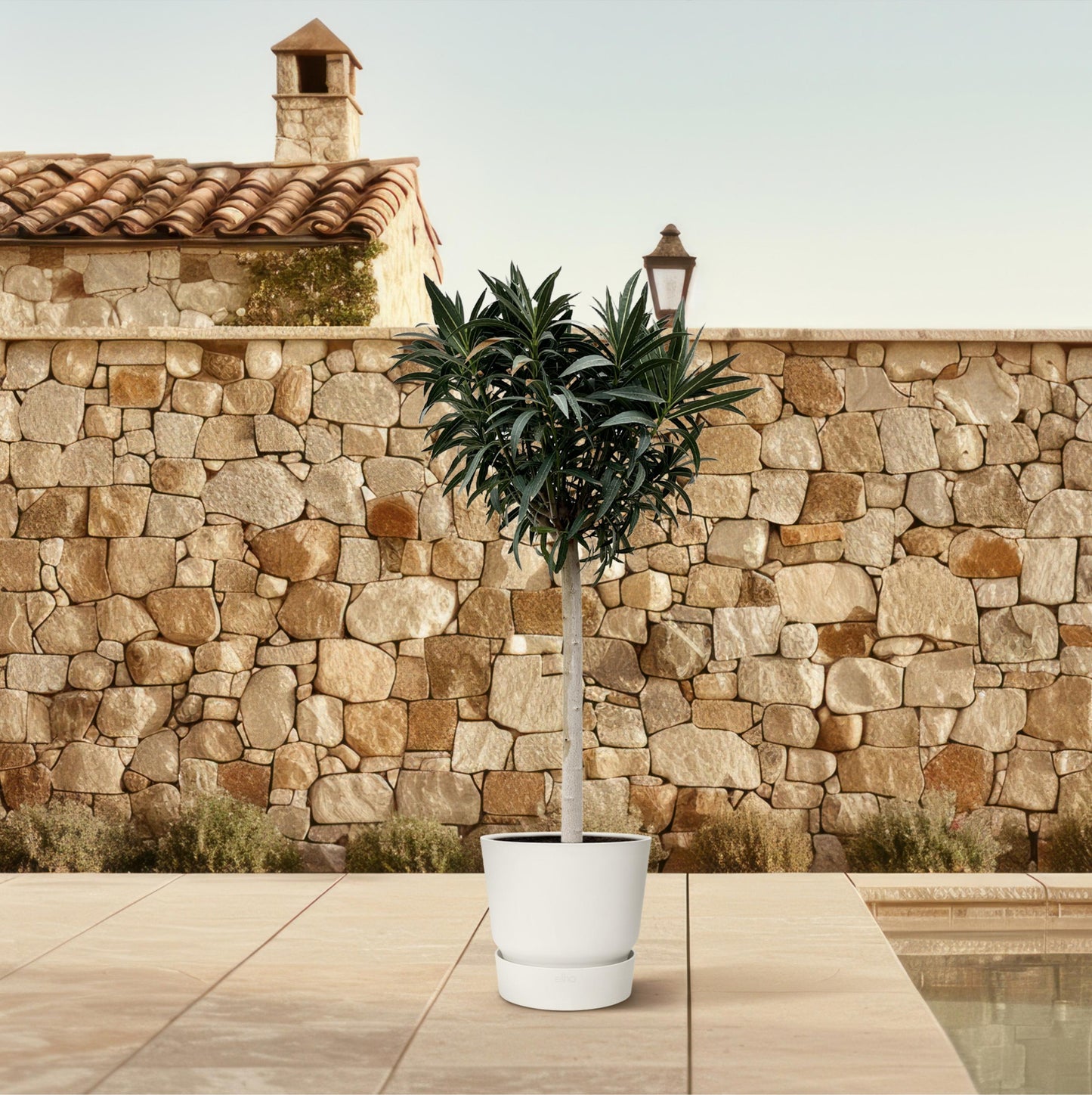 Nerium Oleander op stam met roze bloem - 200 cm