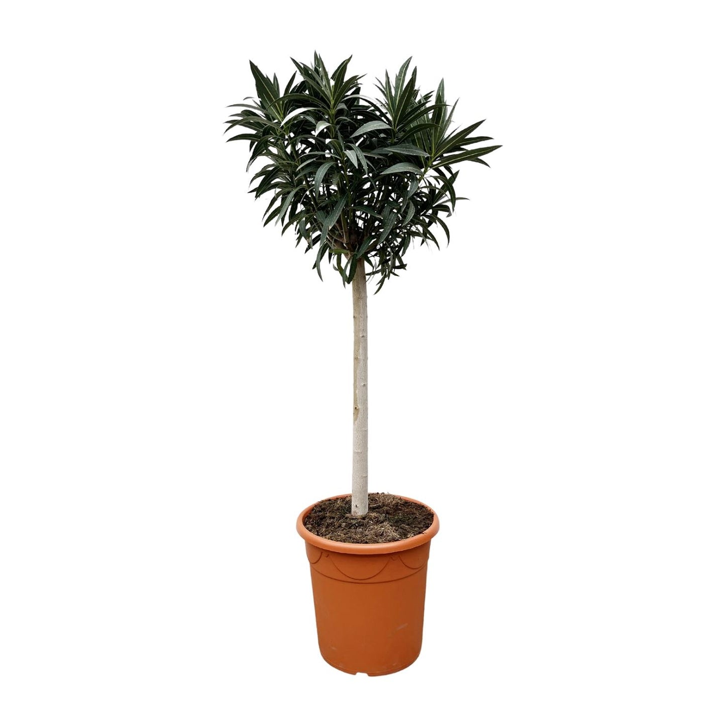 Nerium Oleander op stam met witte bloem - 200 cm - Forest Plants