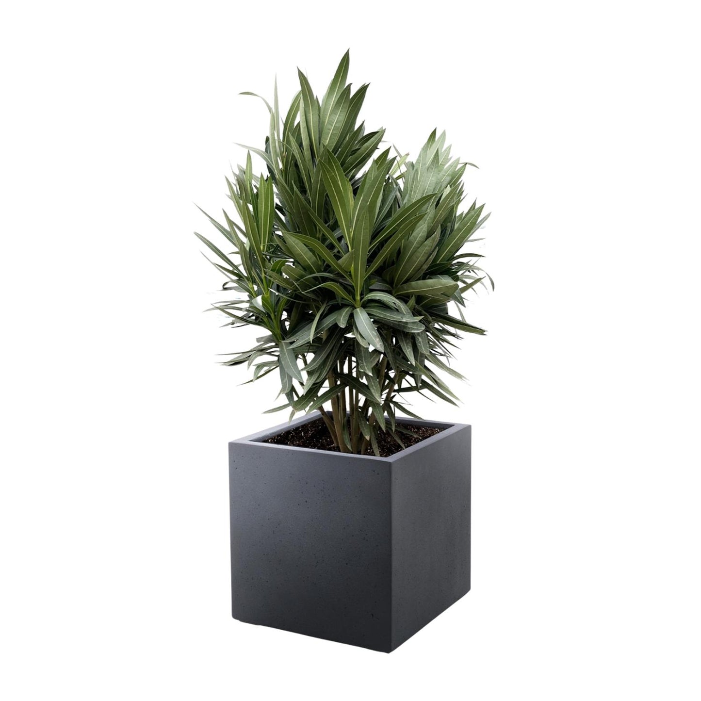 Nerium Oleander struik met rode bloem - 70 cm - Forest Plants