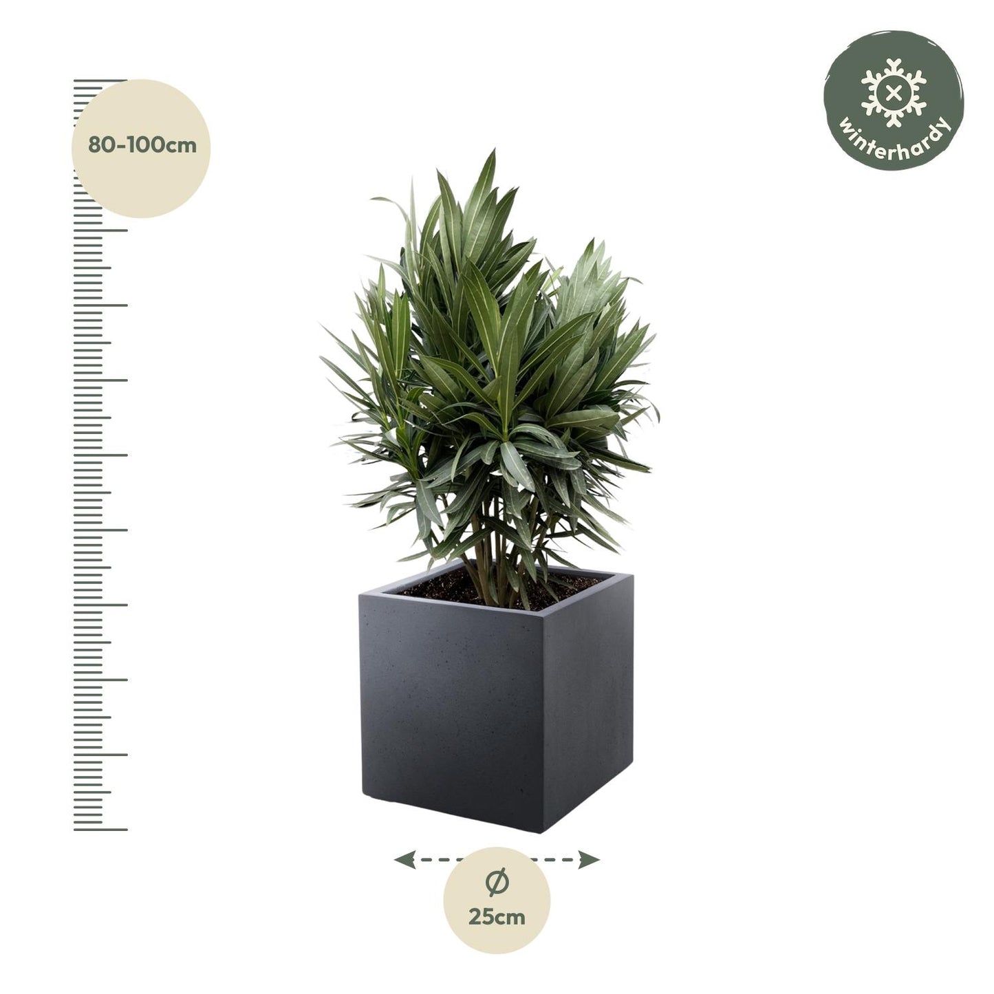 Nerium Oleander struik met rode bloem - 70 cm - Forest Plants