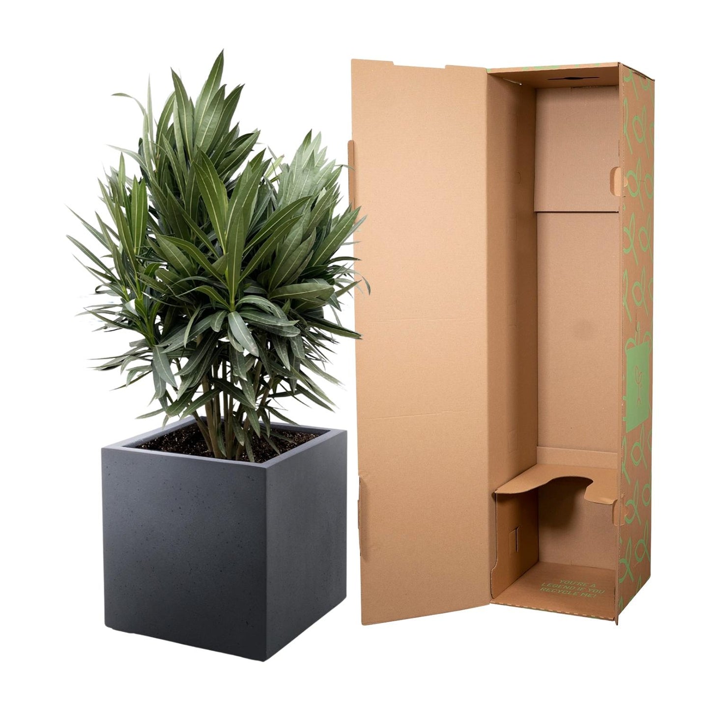 Nerium Oleander struik met rode bloem - 70 cm - Forest Plants