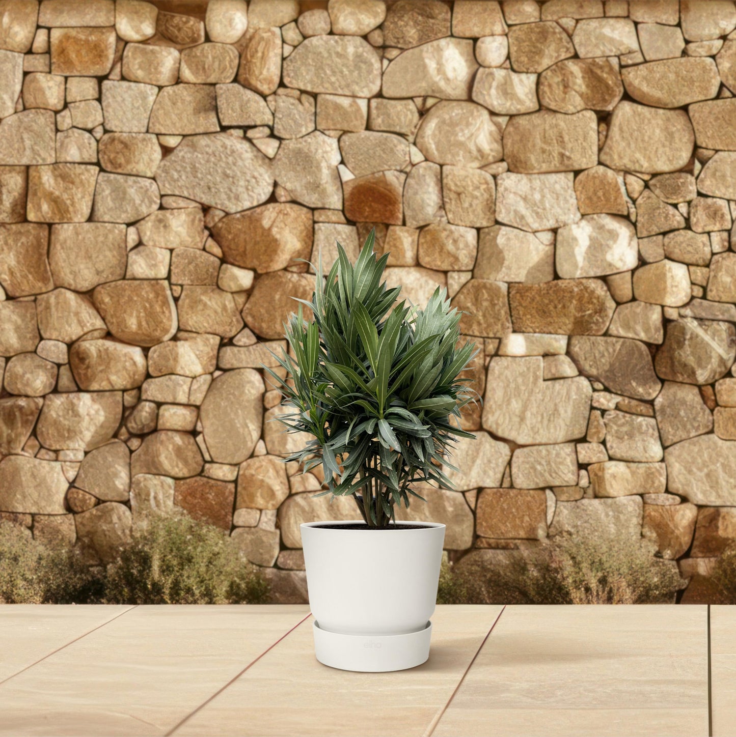 Nerium Oleander struik met rode bloem - 70 cm - Forest Plants