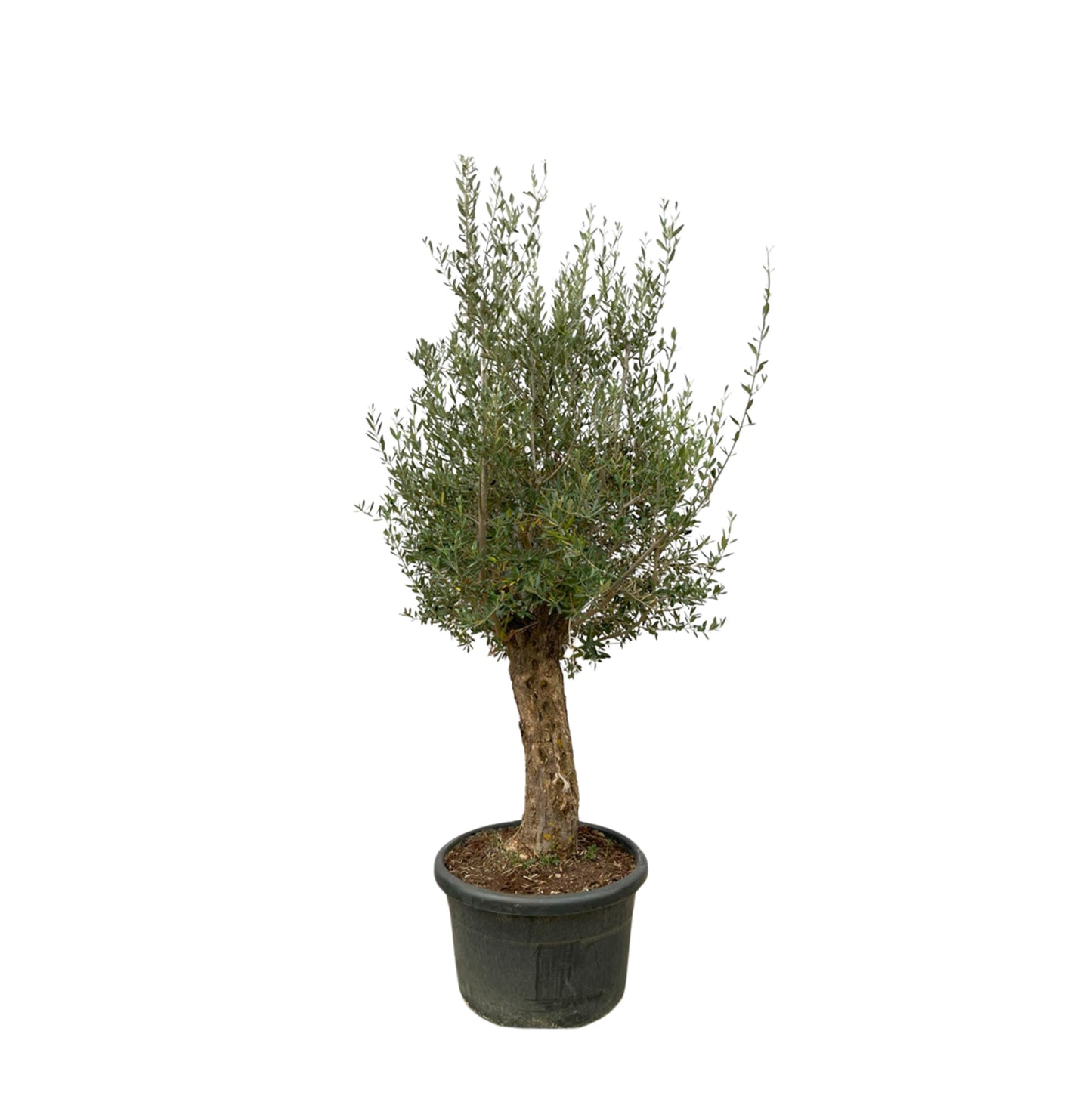 Olea Europaea Bonsai - 250 cm - Forest Plants
