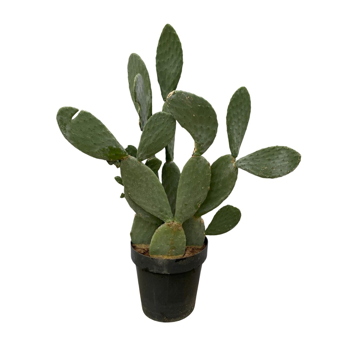 Opuntia Ficus Indica - 120 cm