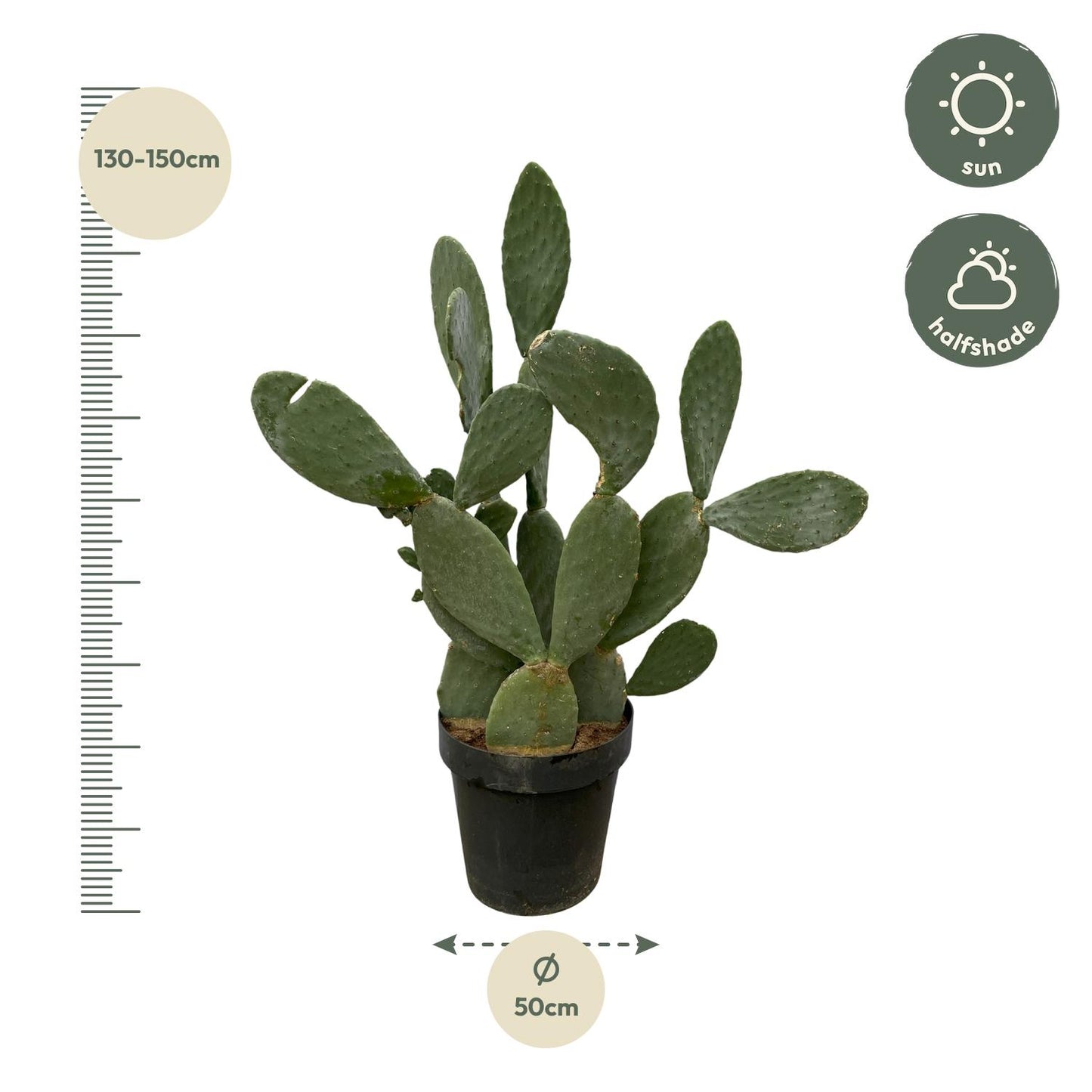 Opuntia Ficus Indica - 120 cm