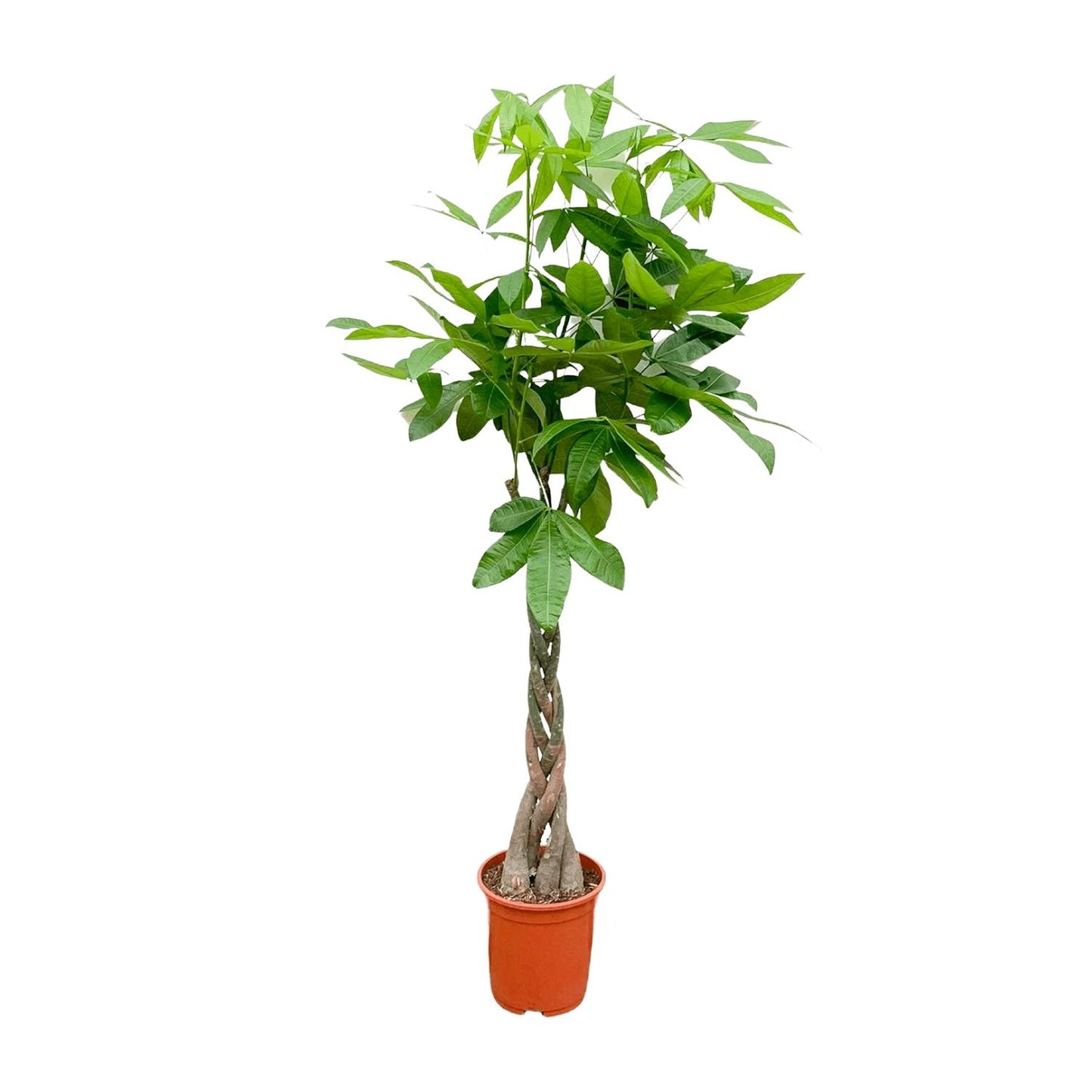 Pachira Aquatica - 150 cm - Forest Plants