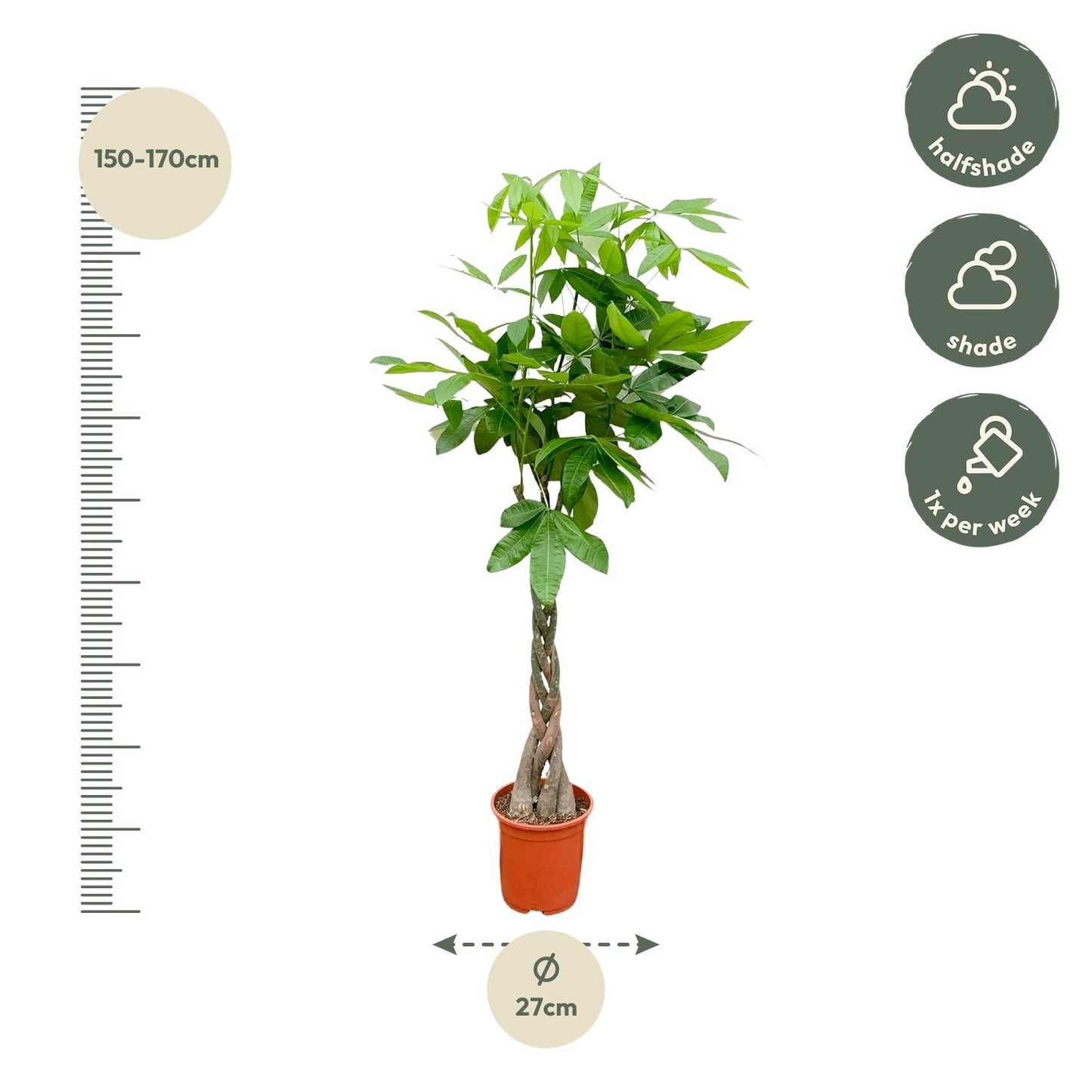 Pachira Aquatica - 150 cm - Forest Plants