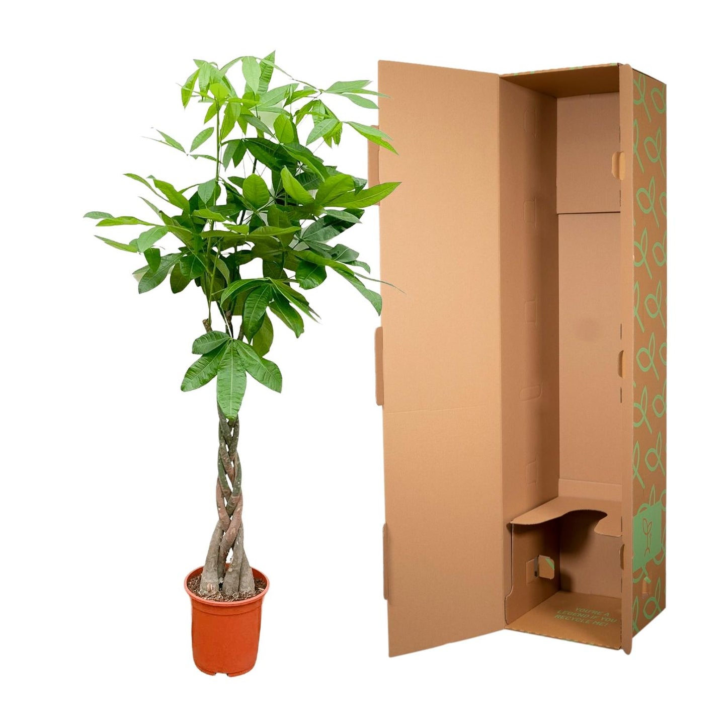 Pachira Aquatica - 150 cm - Forest Plants