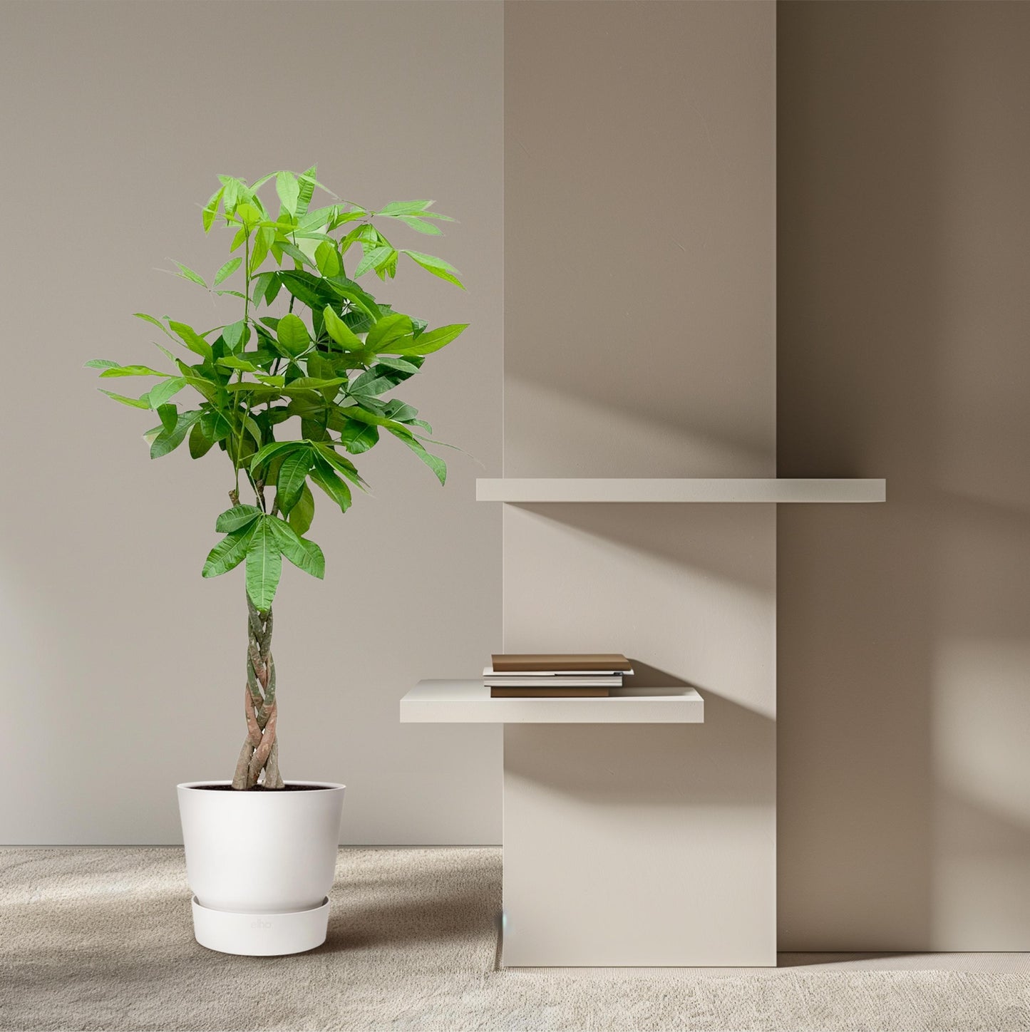 Pachira Aquatica - 150 cm - Forest Plants