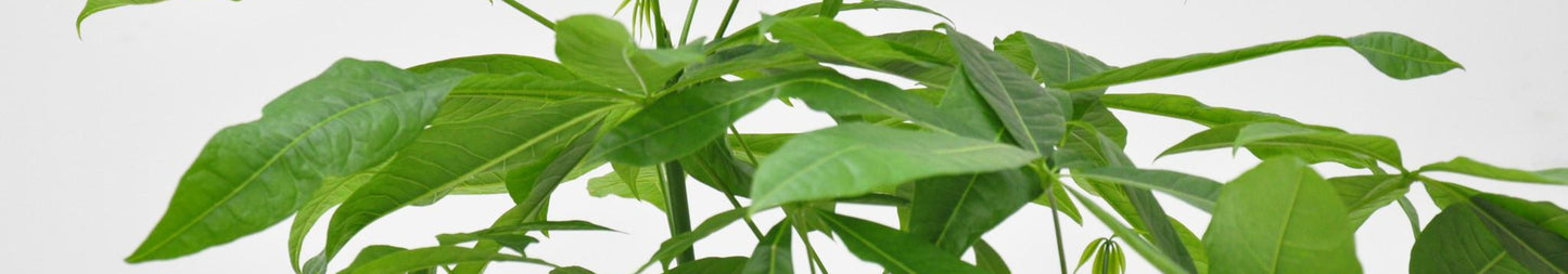 Pachira Aquatica - 150 cm - Forest Plants