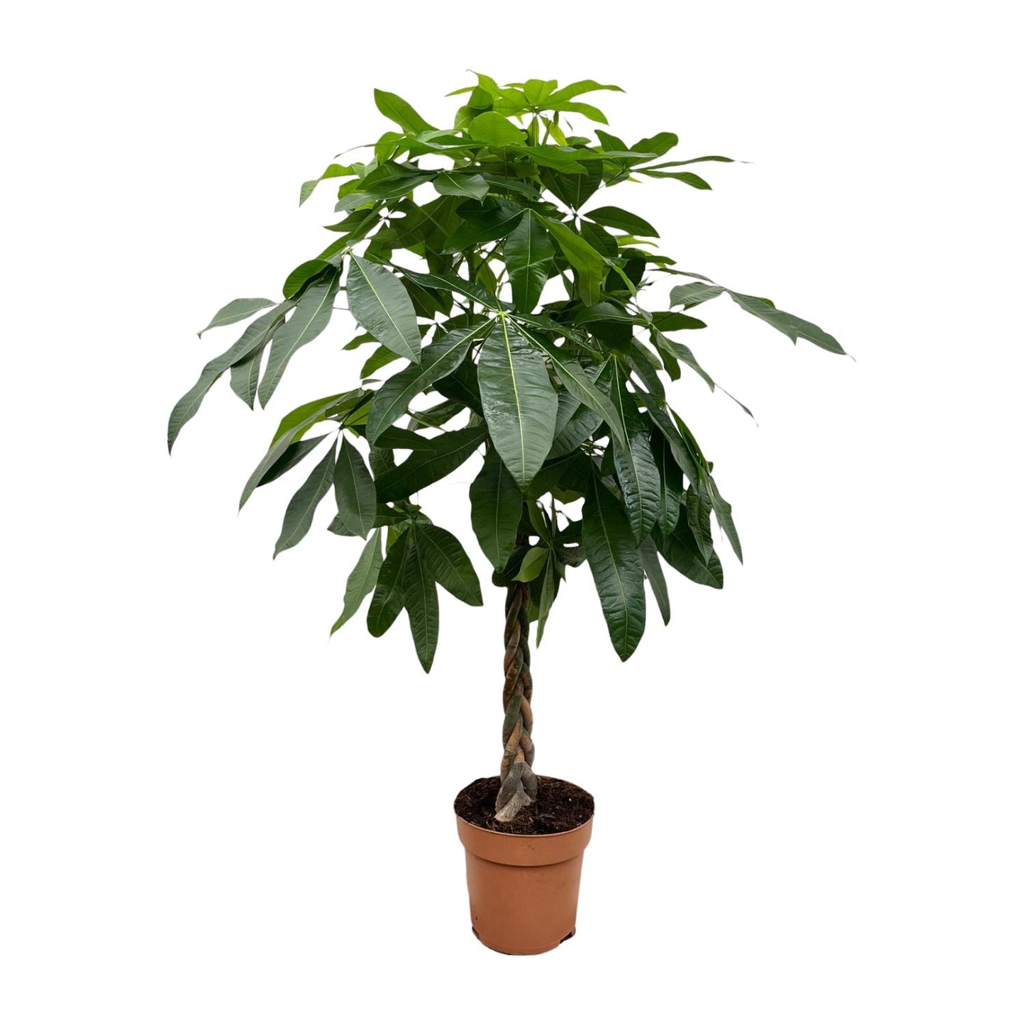 Pachira Aquatica - 170 cm - Forest Plants
