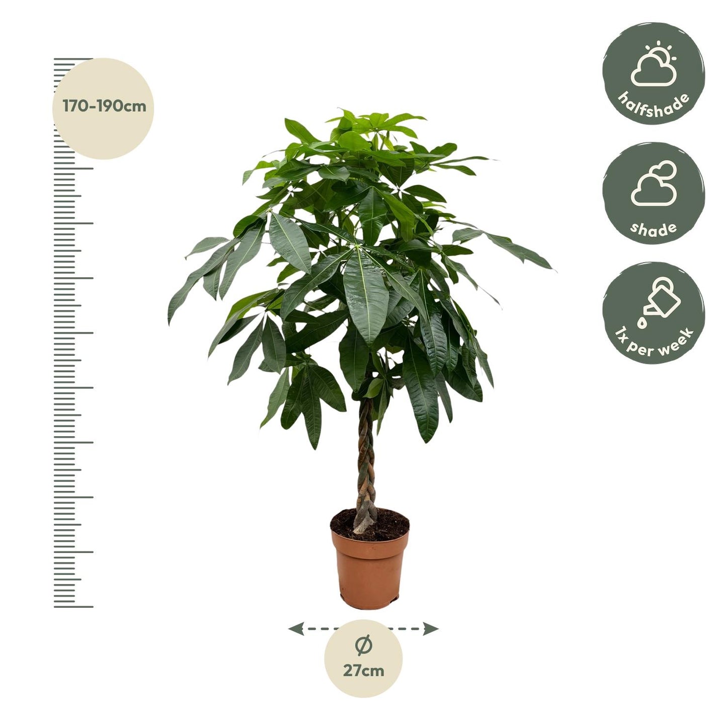 Pachira Aquatica - 170 cm - Forest Plants
