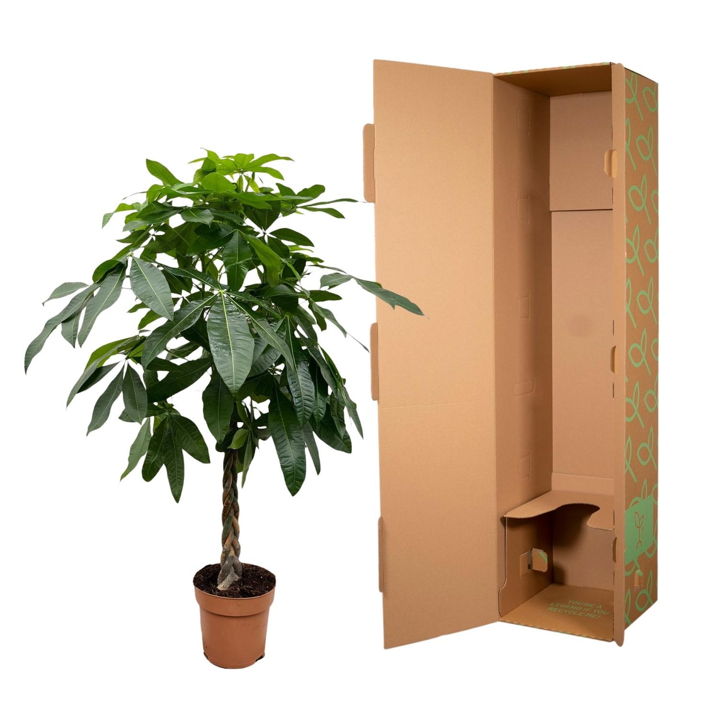 Pachira Aquatica - 170 cm - Forest Plants