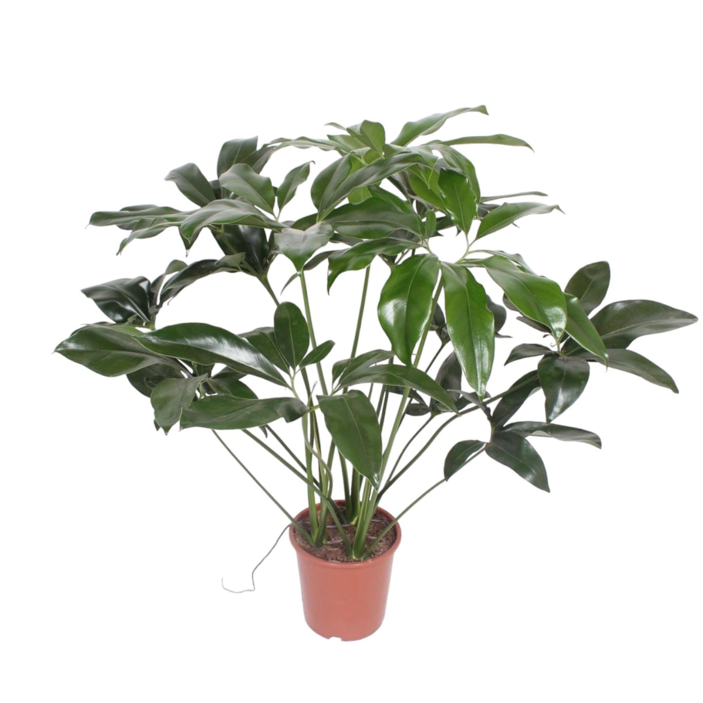 Philodendron Green Wonder - 120 cm - Forest Plants